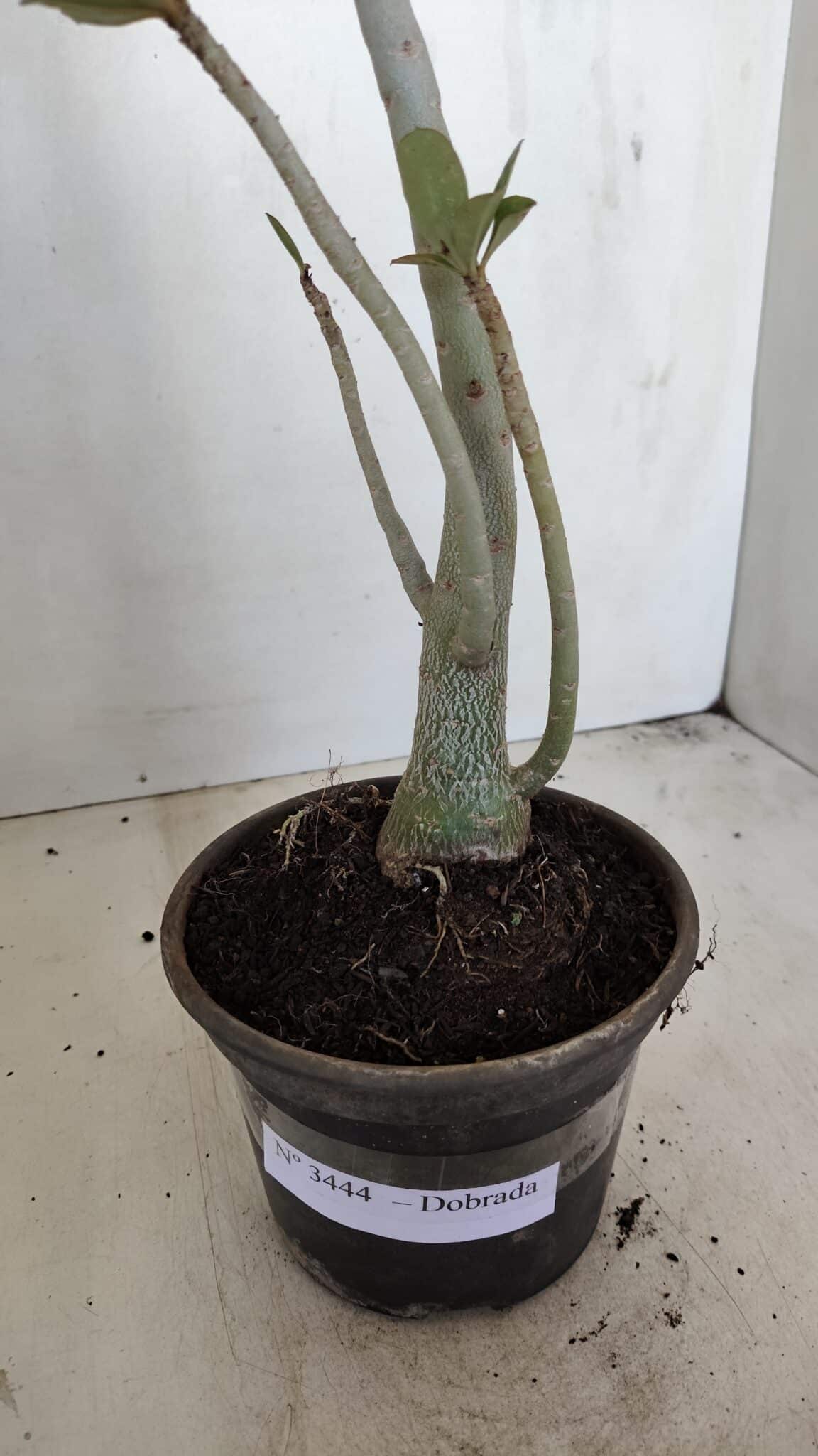 Planta Dobrada 3444 – 35cm – 03 anos - foto 4
