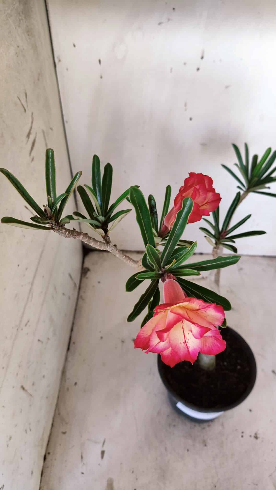 Planta Dobrada 3144 – 35cm – 03 anos