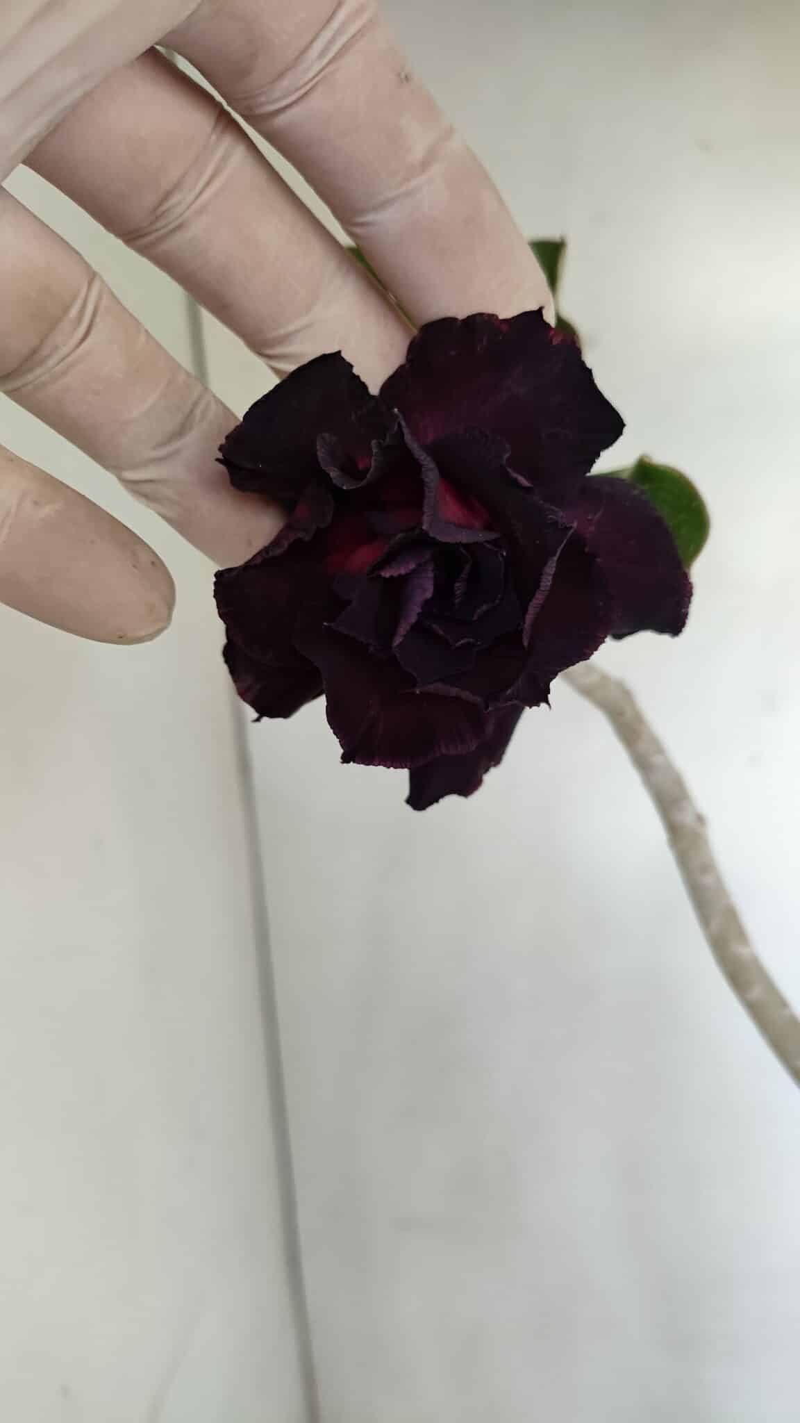 Planta Dobrada 3444 – 35cm – 03 anos - foto 3