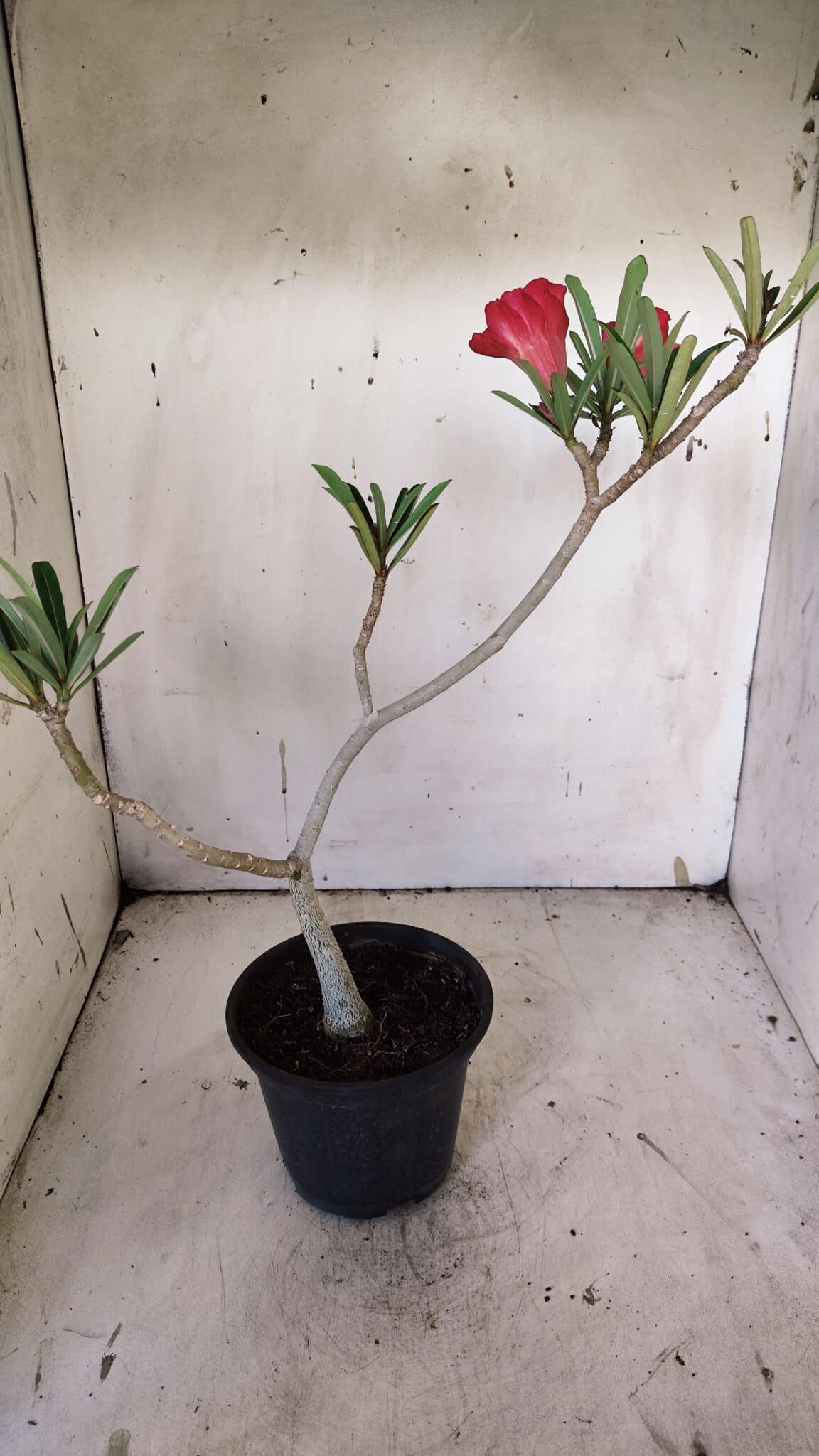 Planta Dobrada 3144 – 35cm – 03 anos