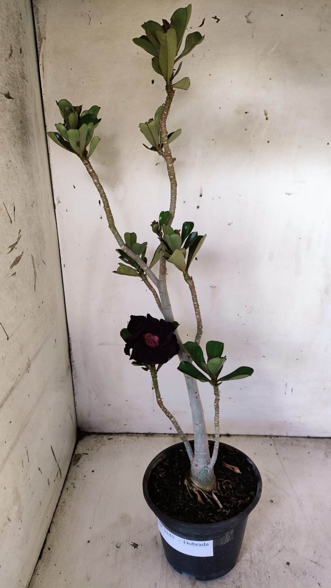 Planta Dobrada 3145 – 40cm – 03 anos