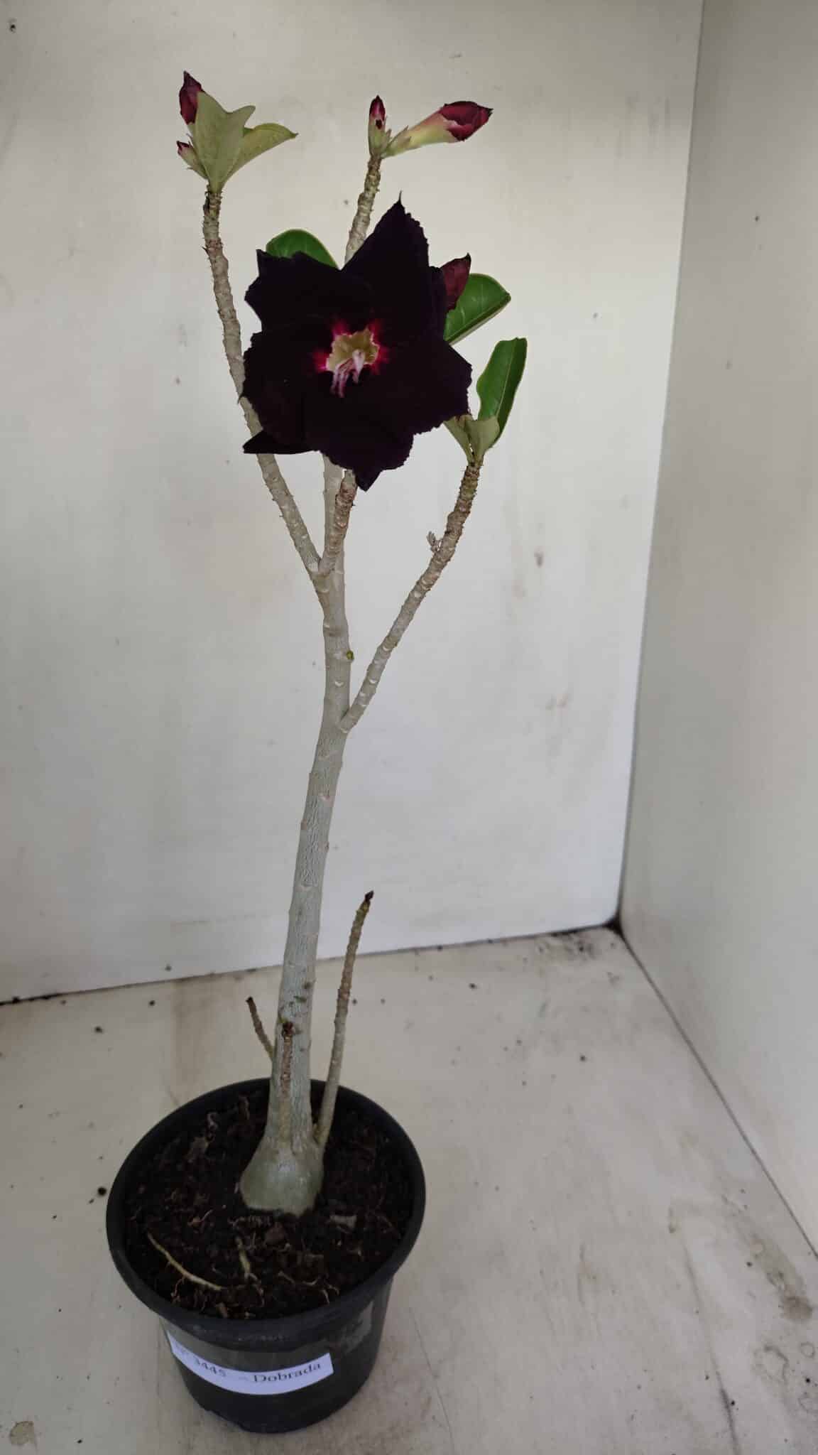 Planta Dobrada 3445 – 35cm – 03 anos - foto 2