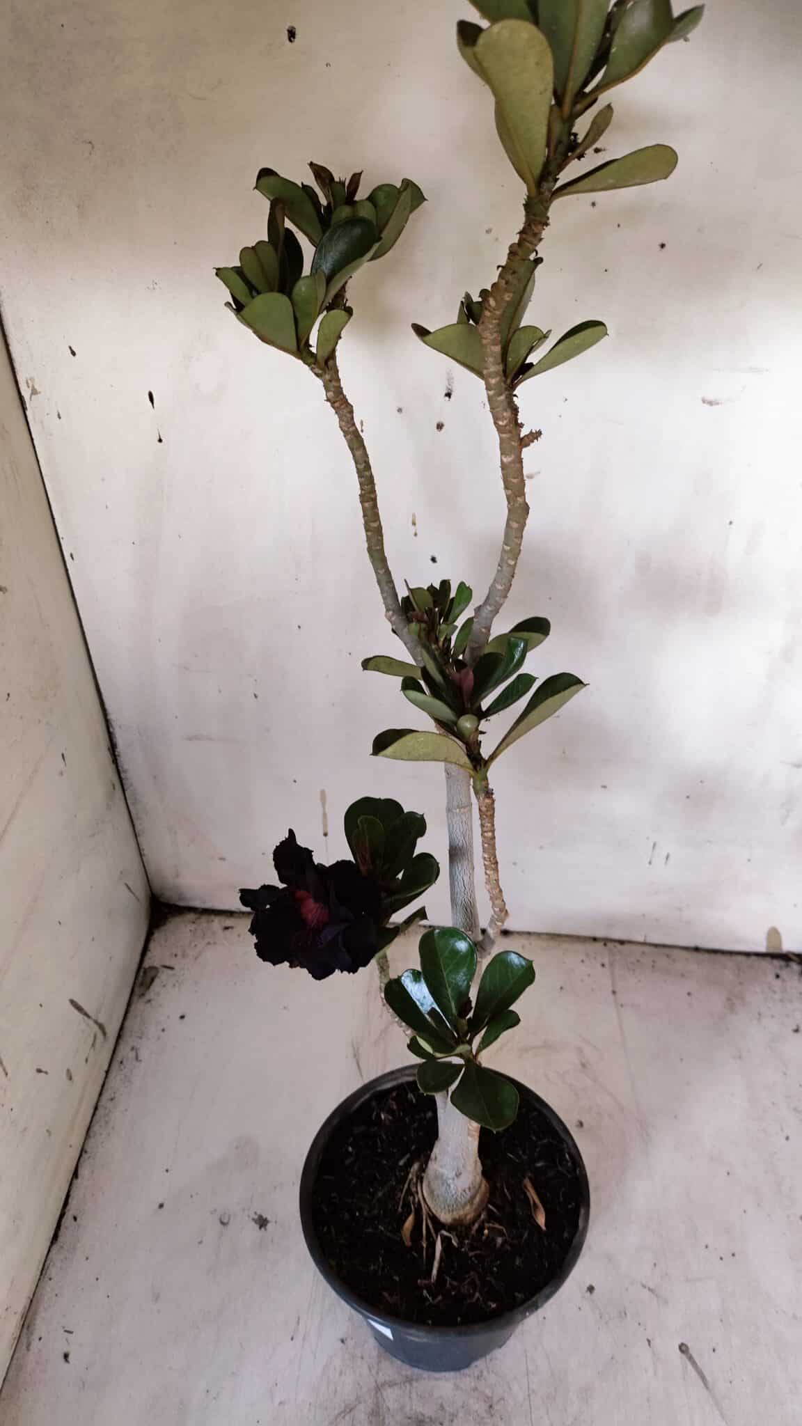 Planta Dobrada 3145 – 40cm – 03 anos