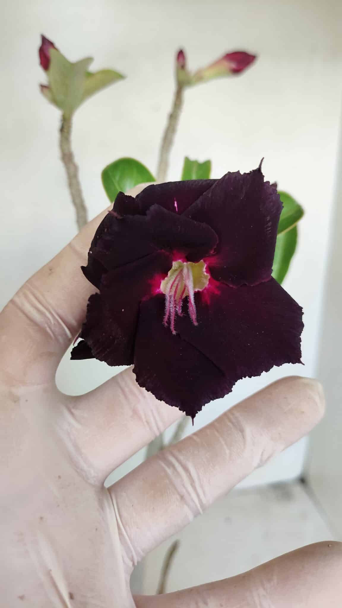 Planta Dobrada 3445 – 35cm – 03 anos - foto 3