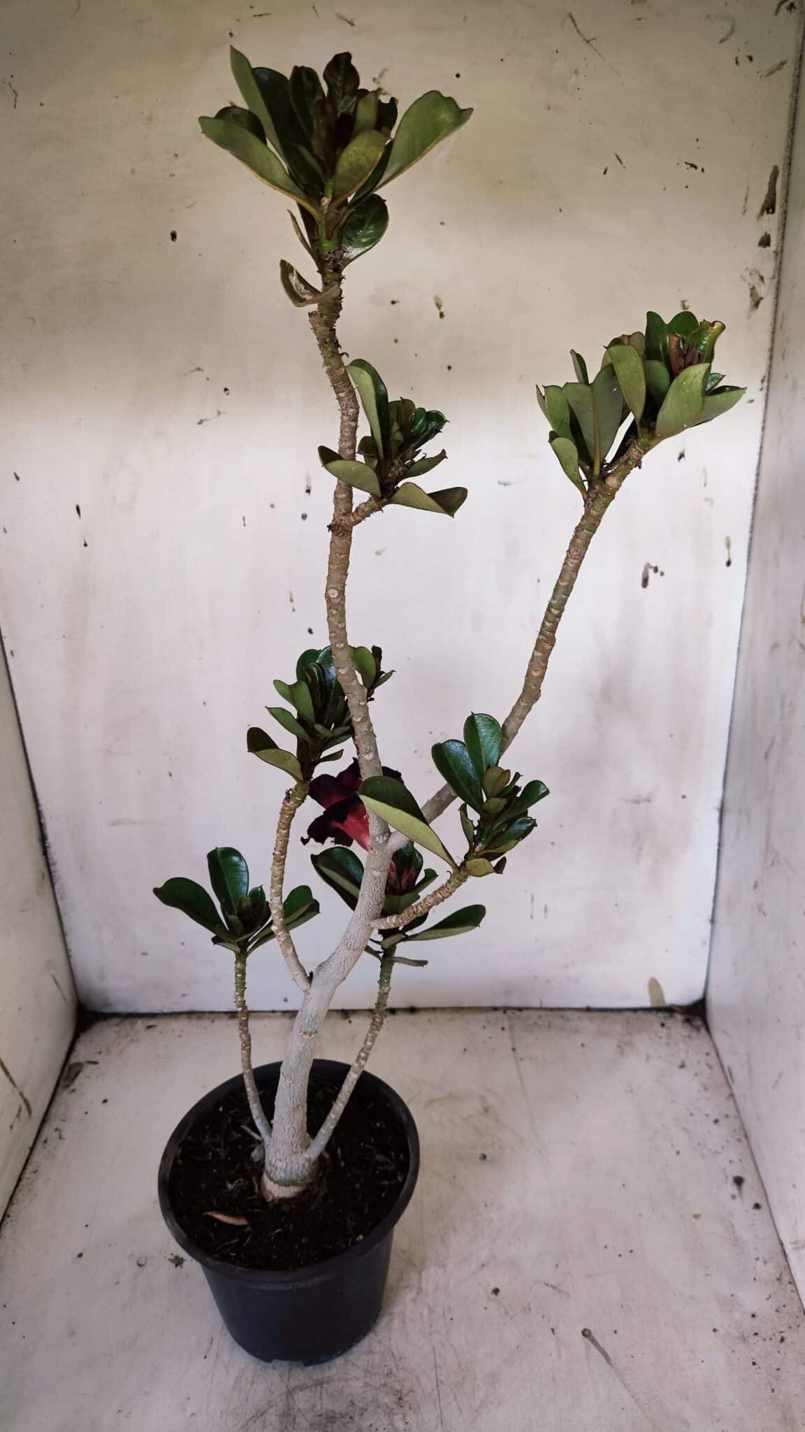 Planta Dobrada 3145 – 40cm – 03 anos