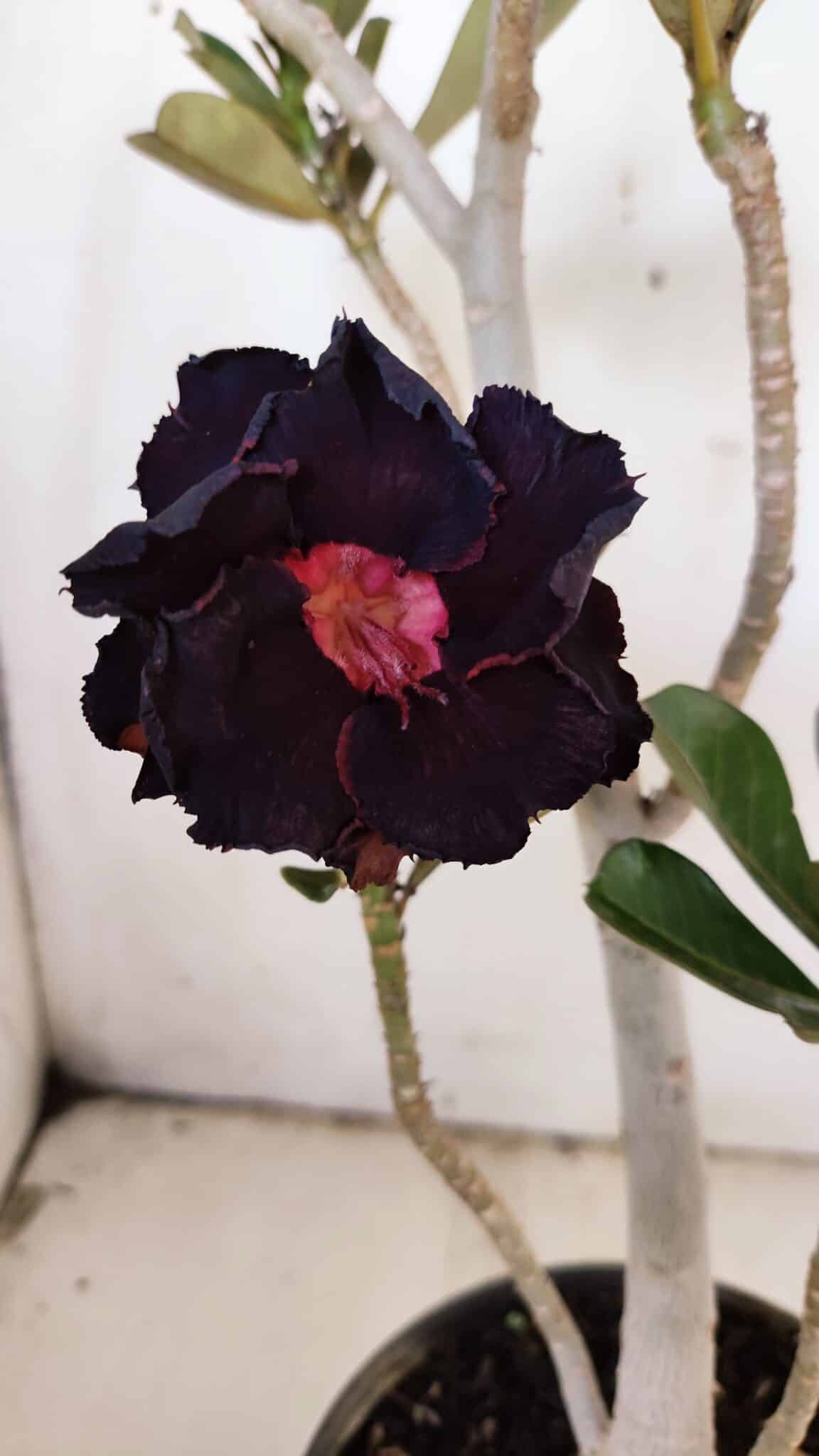 Planta Dobrada 3145 – 40cm – 03 anos
