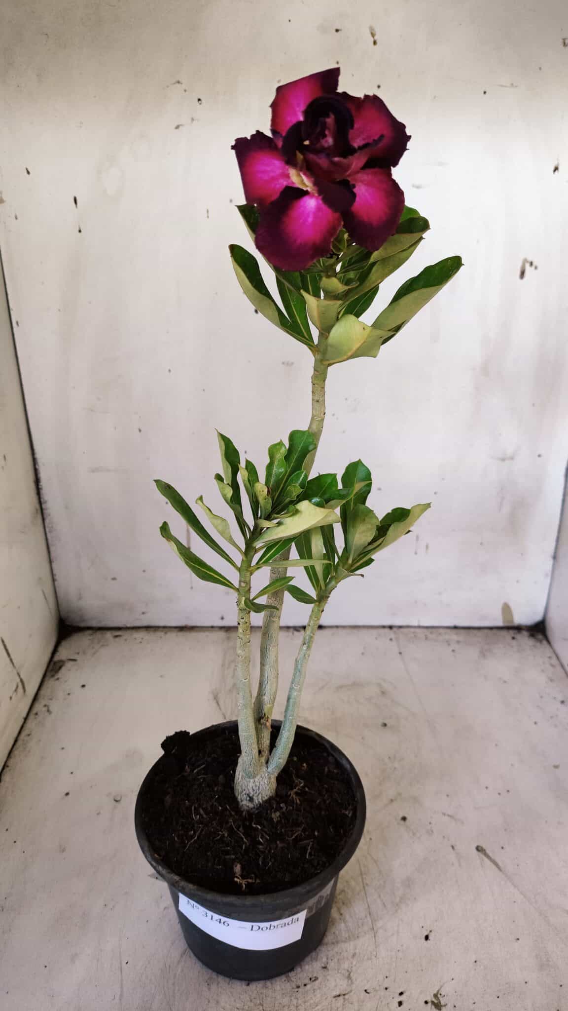 Planta Dobrada 3146 – 30cm – 02 anos