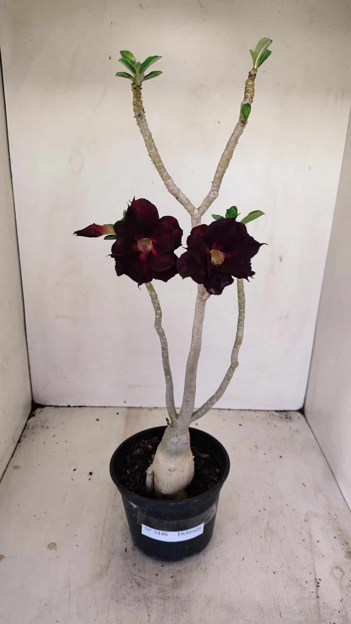 Planta Dobrada 3446 – 35cm – 03 anos - foto 2