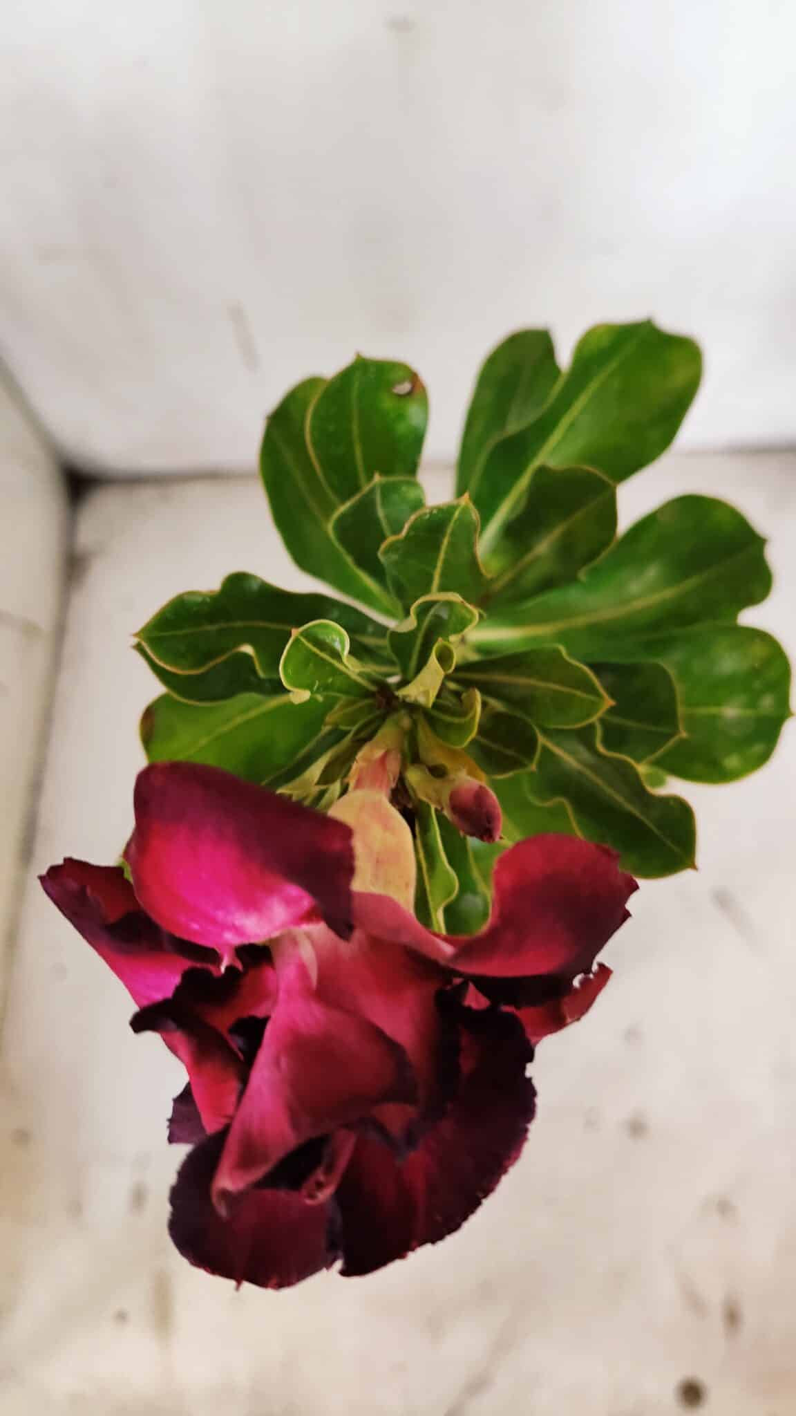 Planta Dobrada 3146 – 30cm – 02 anos
