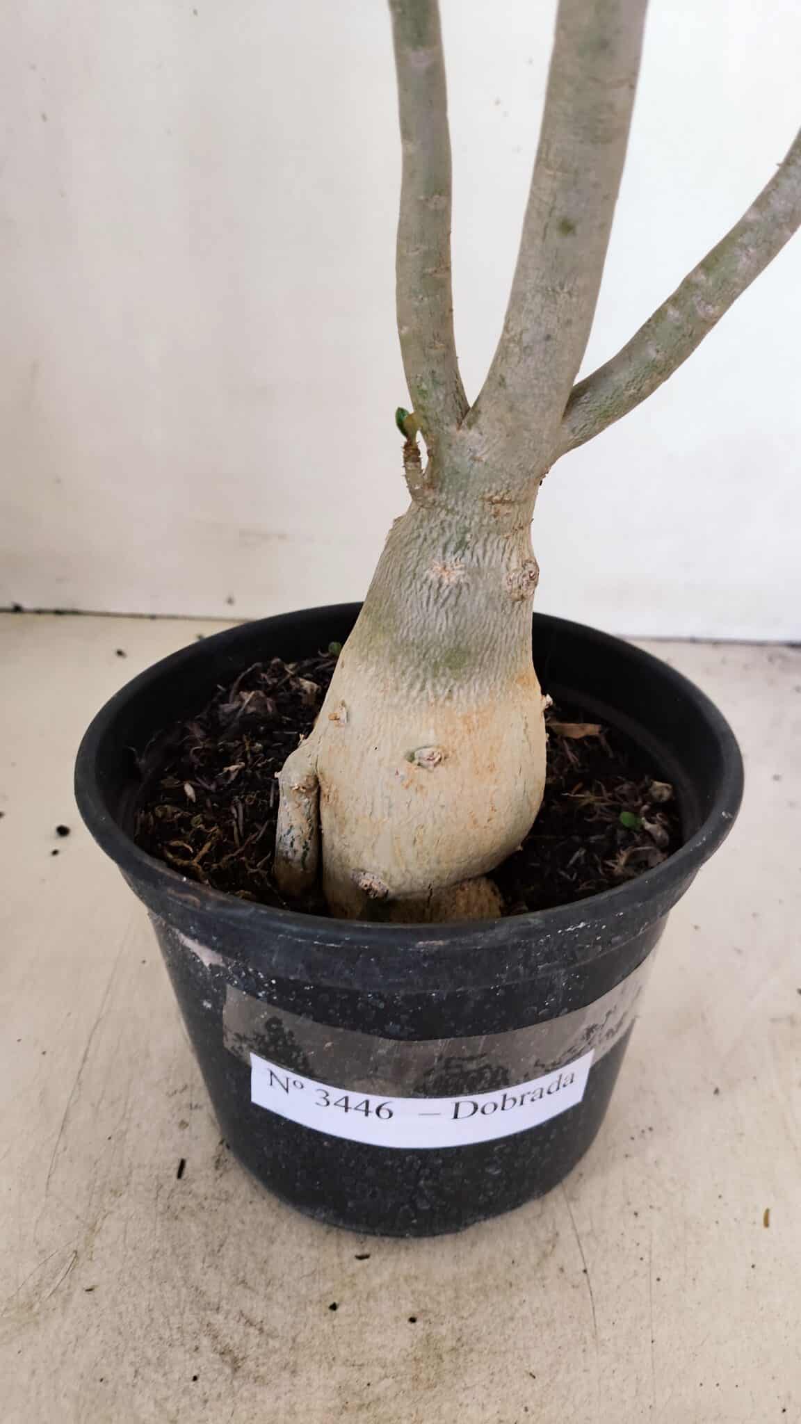 Planta Dobrada 3446 – 35cm – 03 anos - foto 6