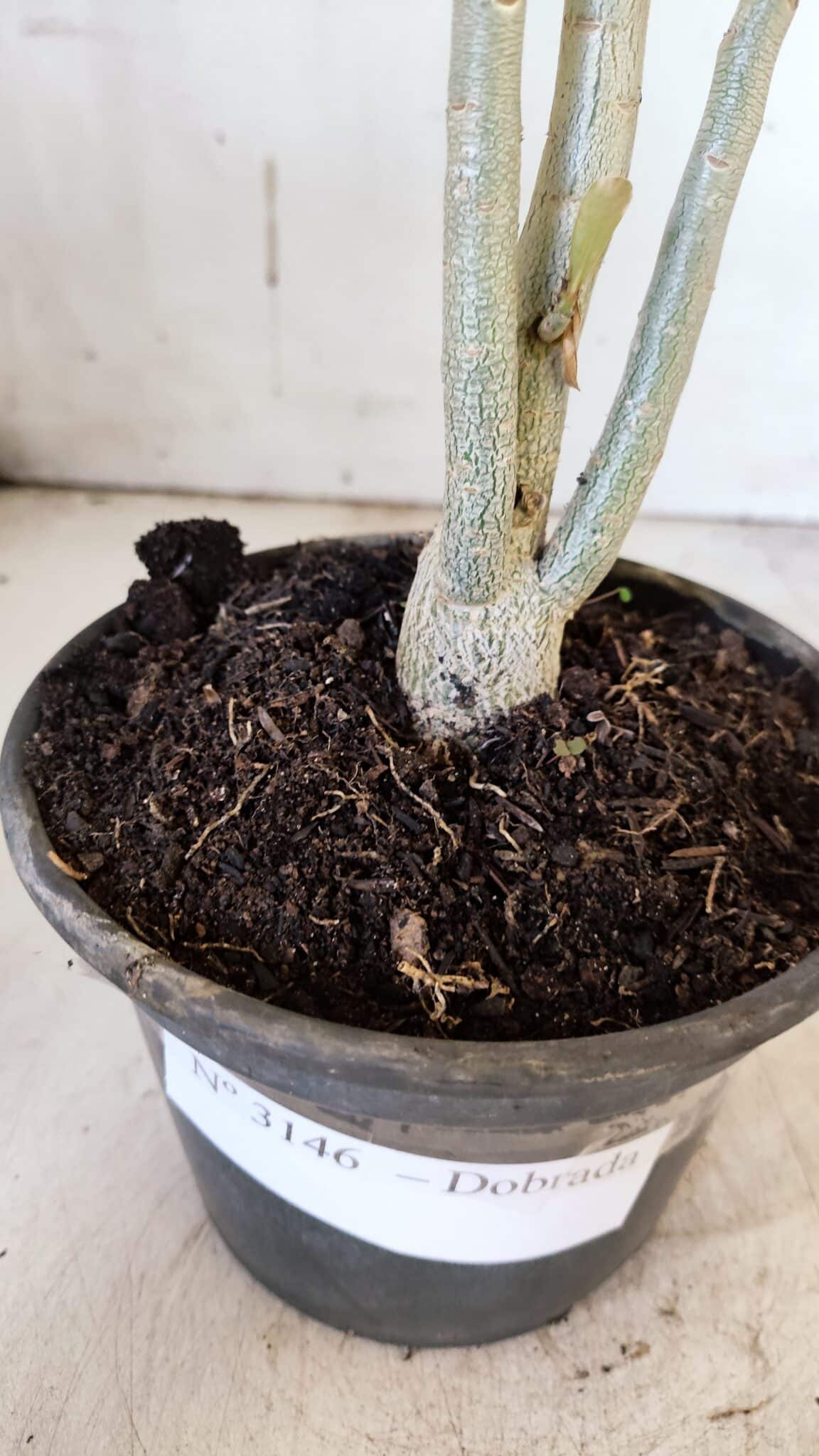 Planta Dobrada 3146 – 30cm – 02 anos