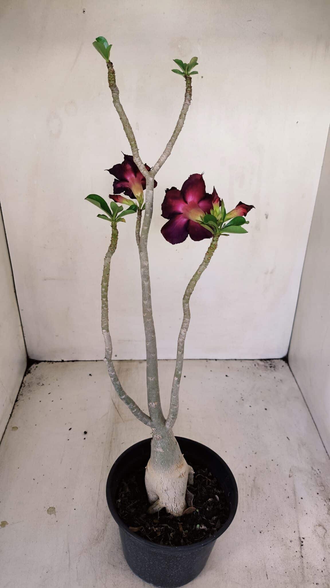 Planta Dobrada 3446 – 35cm – 03 anos - foto 5