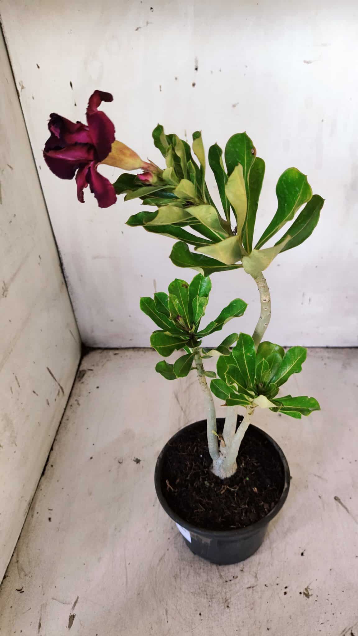 Planta Dobrada 3146 – 30cm – 02 anos