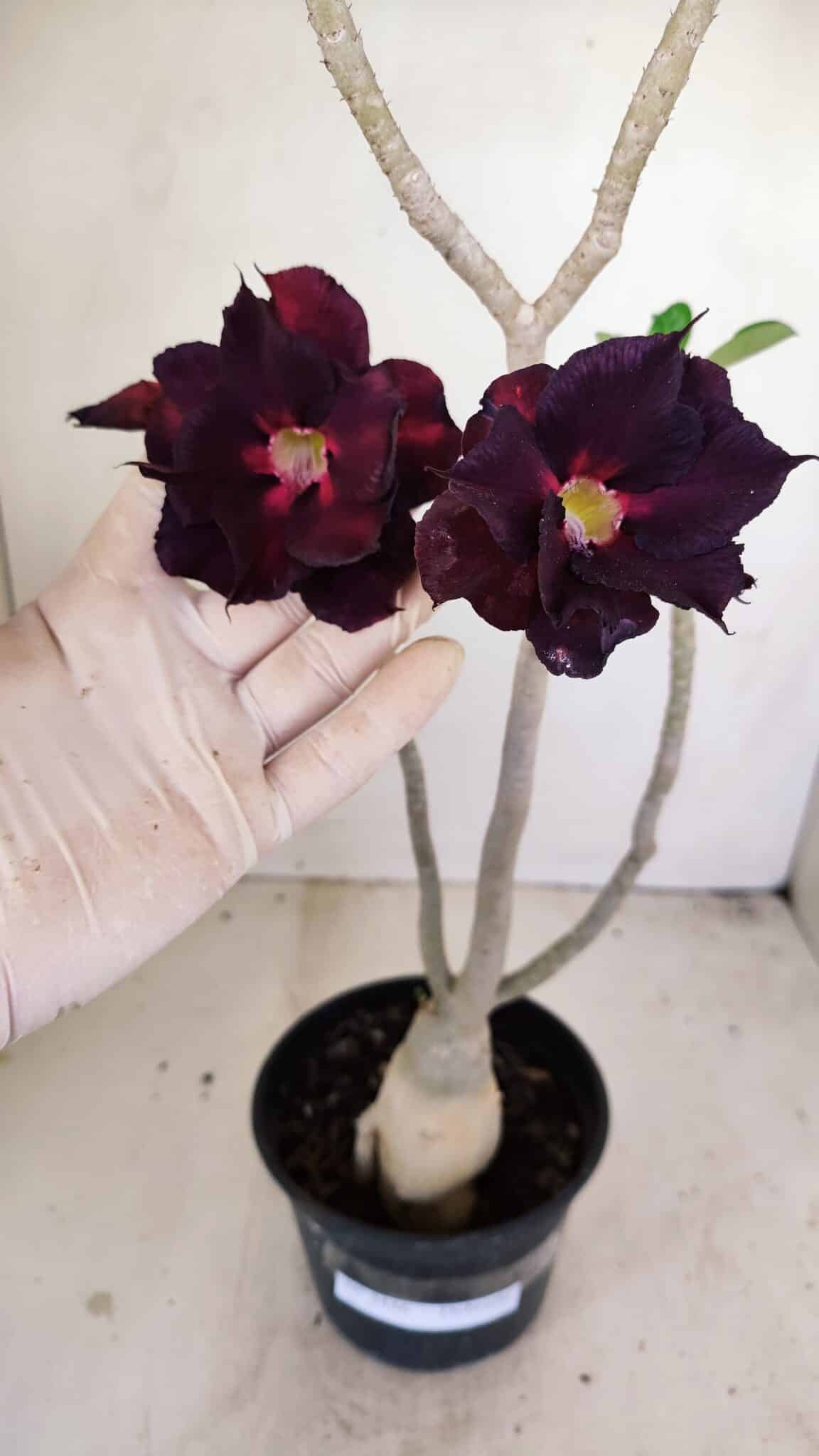 Planta Dobrada 3446 – 35cm – 03 anos - foto 3