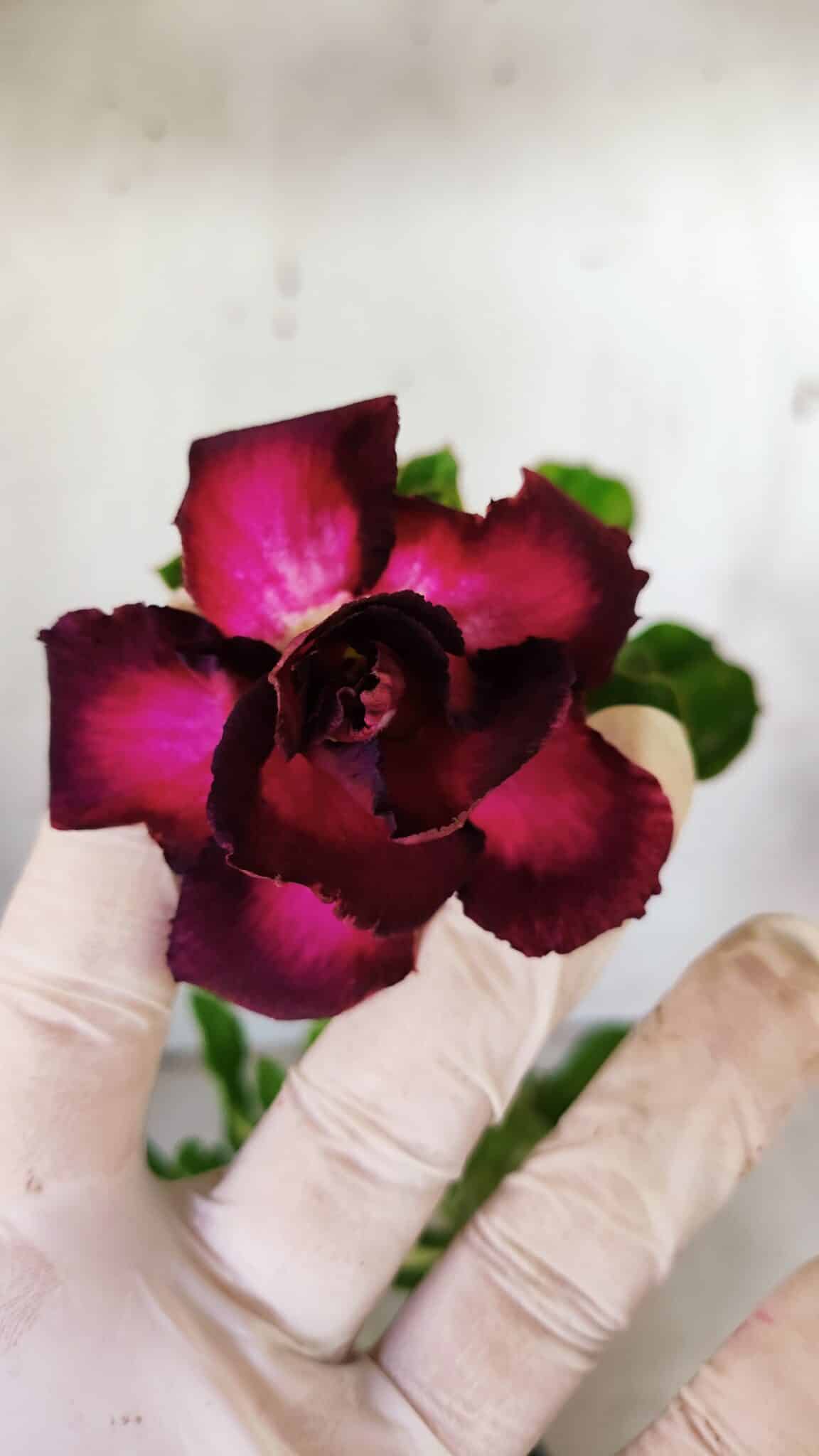Planta Dobrada 3146 – 30cm – 02 anos