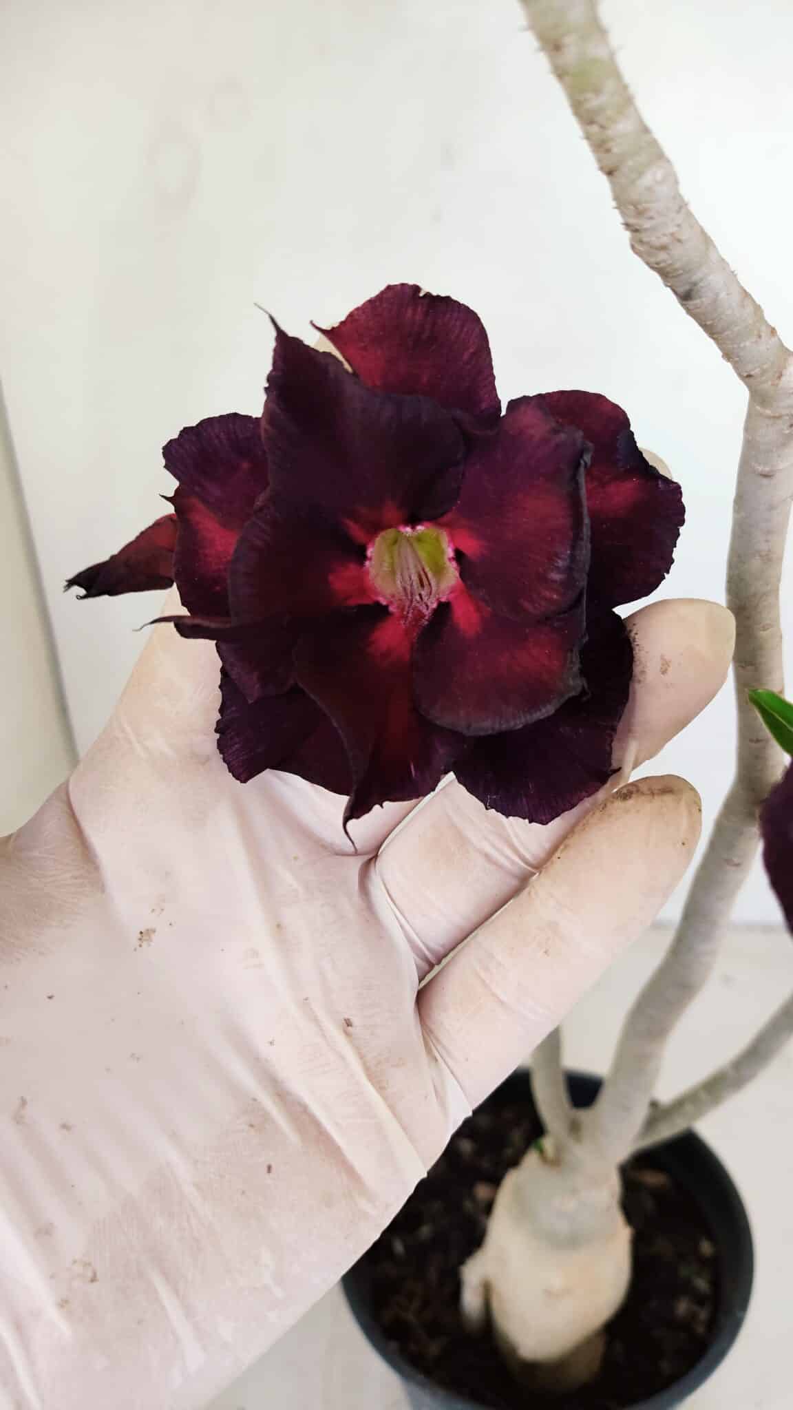 Planta Dobrada 3446 – 35cm – 03 anos - foto 4