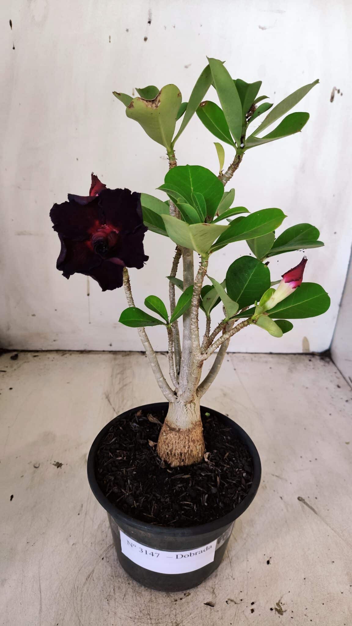 Planta Dobrada 3147 – 30cm – 02 anos