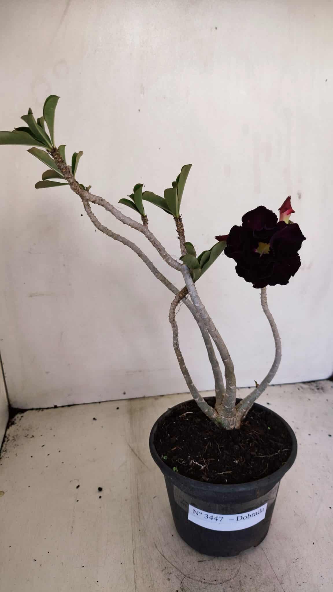 Planta Dobrada 3447 – 30cm – 03 anos - foto 2