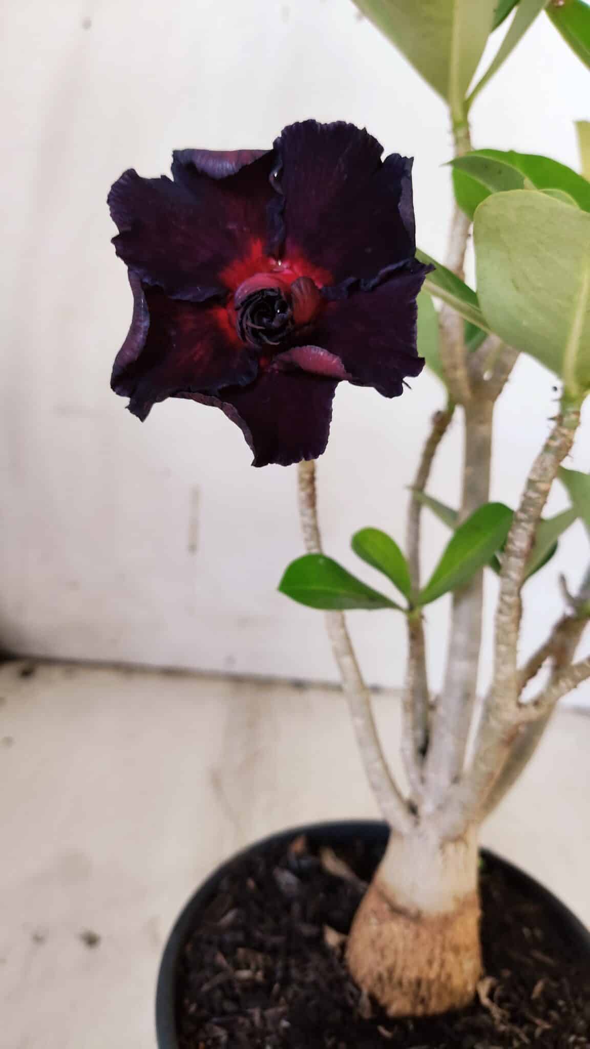 Planta Dobrada 3147 – 30cm – 02 anos