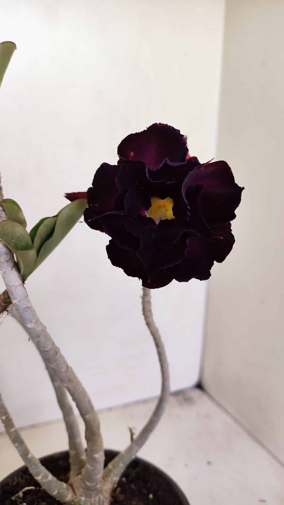 Planta Dobrada 3447 – 30cm – 03 anos - foto 3