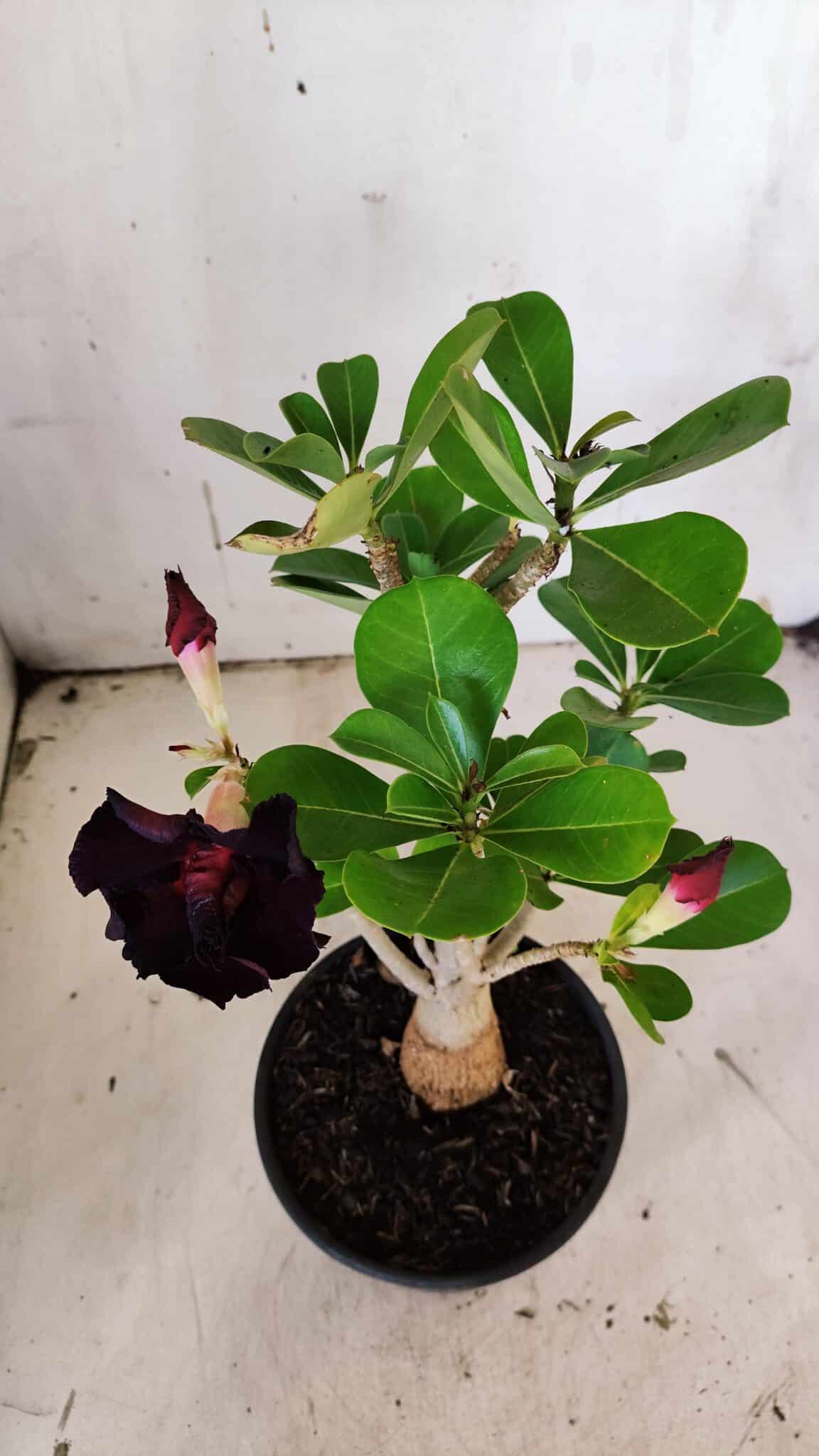 Planta Dobrada 3147 – 30cm – 02 anos