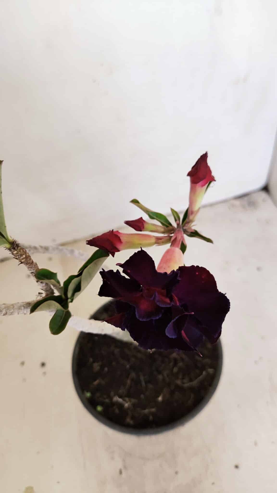 Planta Dobrada 3447 – 30cm – 03 anos - foto 6