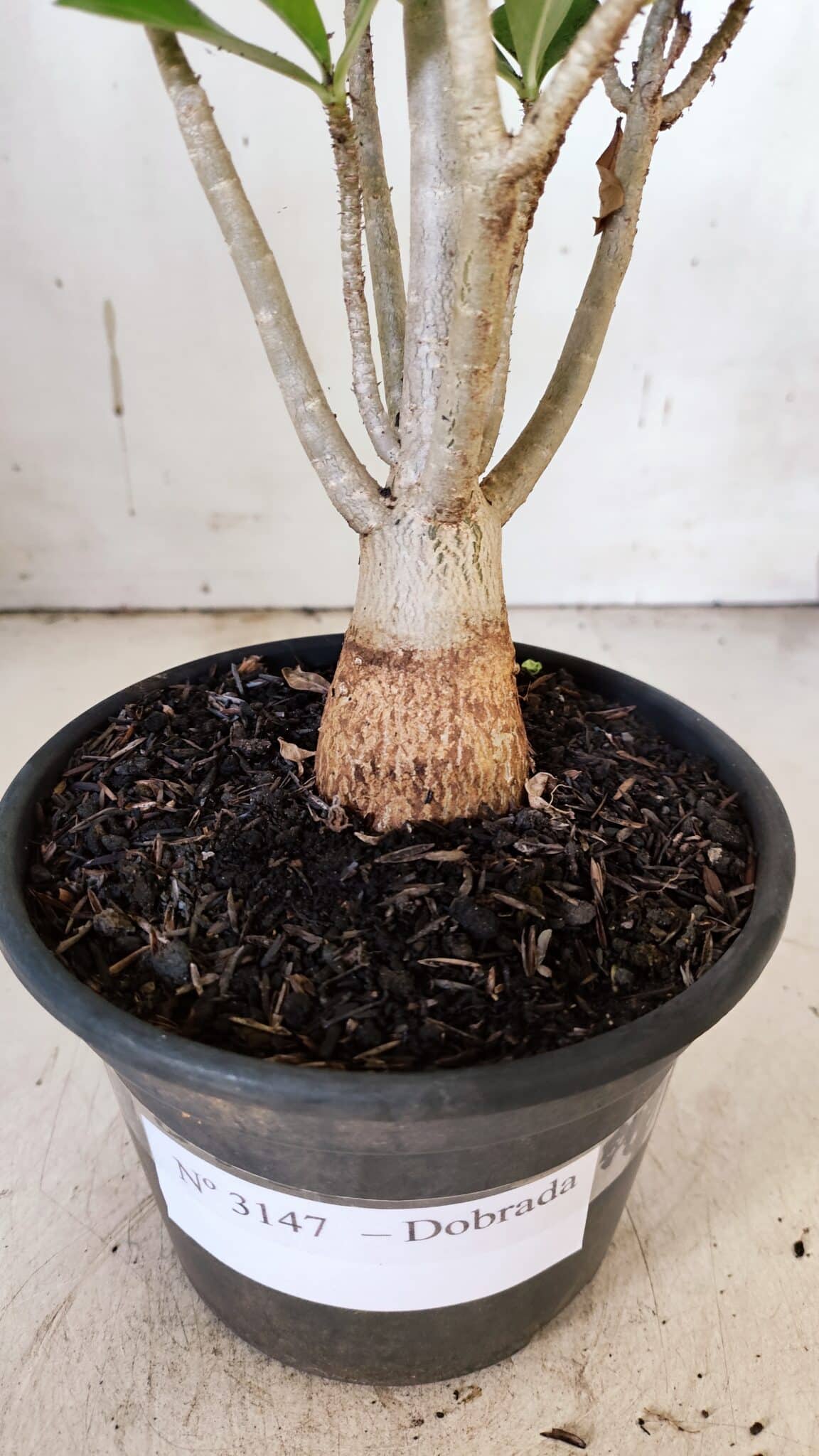 Planta Dobrada 3147 – 30cm – 02 anos
