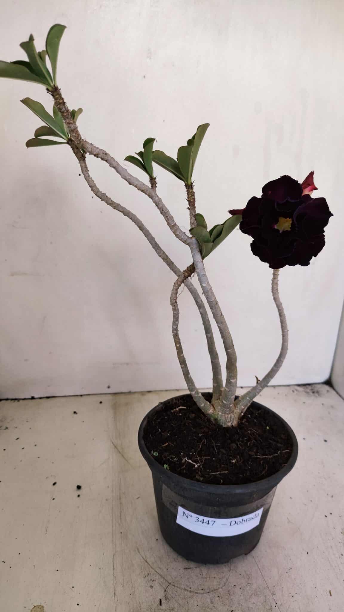 Planta Dobrada 3447 – 30cm – 03 anos - foto 8