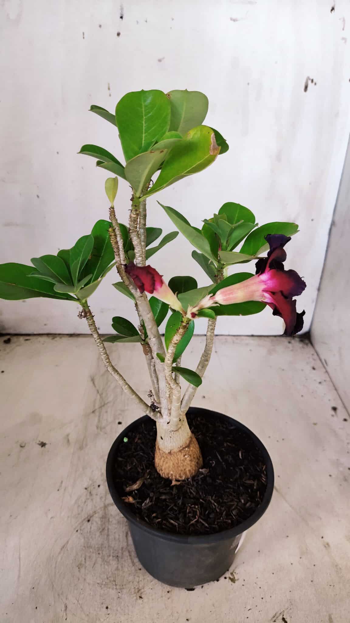 Planta Dobrada 3147 – 30cm – 02 anos
