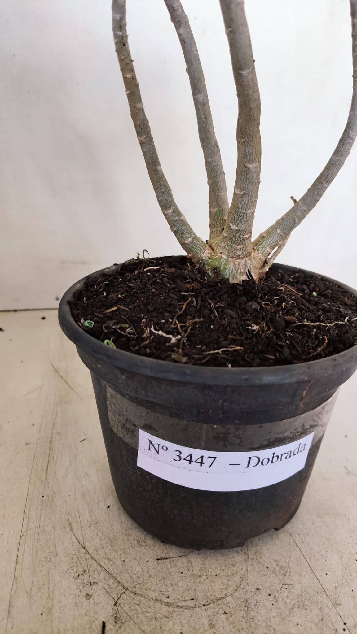 Planta Dobrada 3447 – 30cm – 03 anos - foto 7