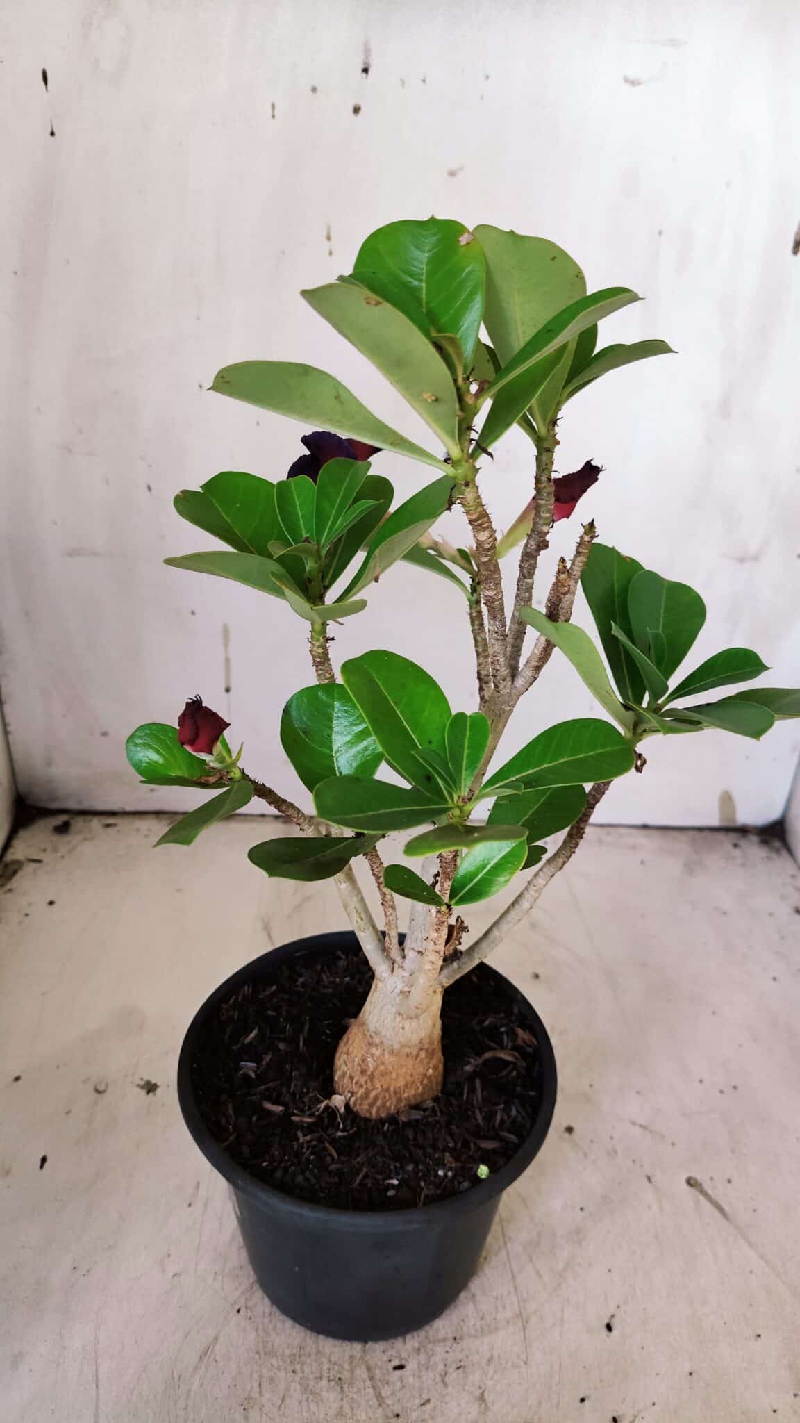 Planta Dobrada 3147 – 30cm – 02 anos