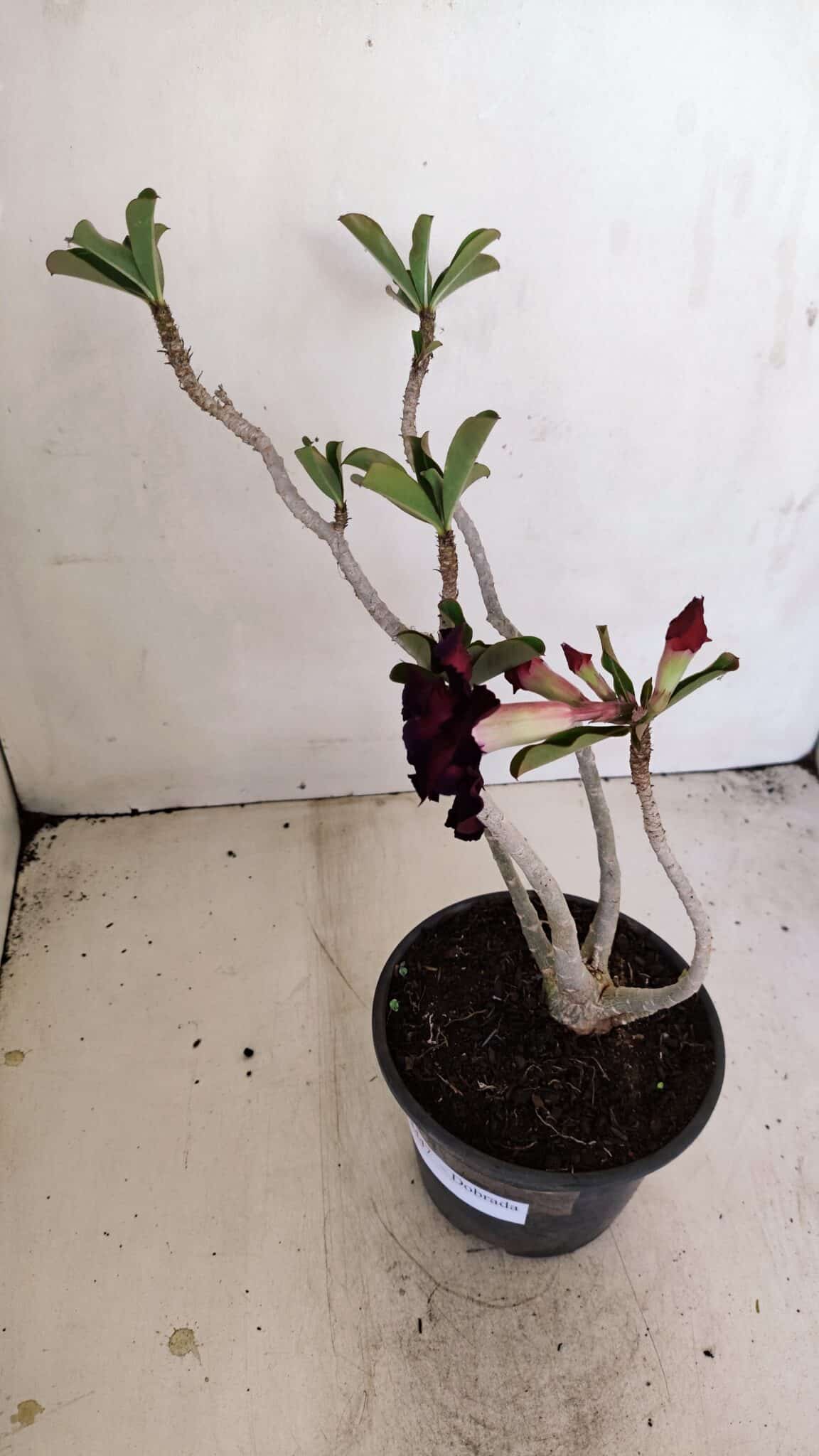 Planta Dobrada 3447 – 30cm – 03 anos - foto 5