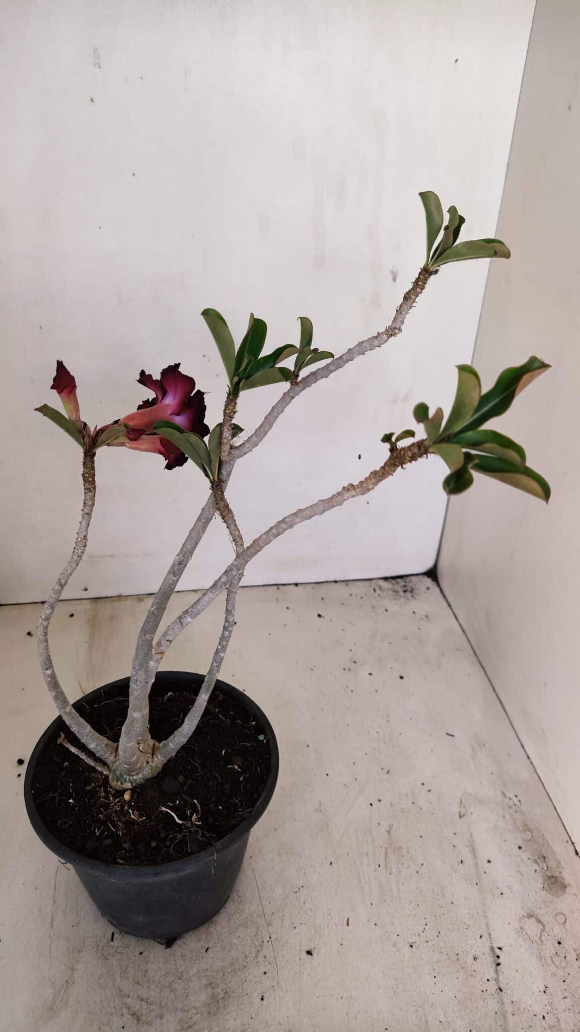 Planta Dobrada 3447 – 30cm – 03 anos - foto 4