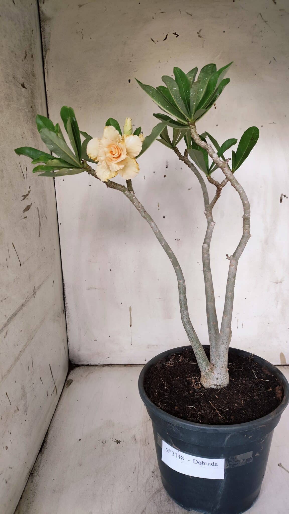 Planta Dobrada 3148 – 40cm – 04 anos