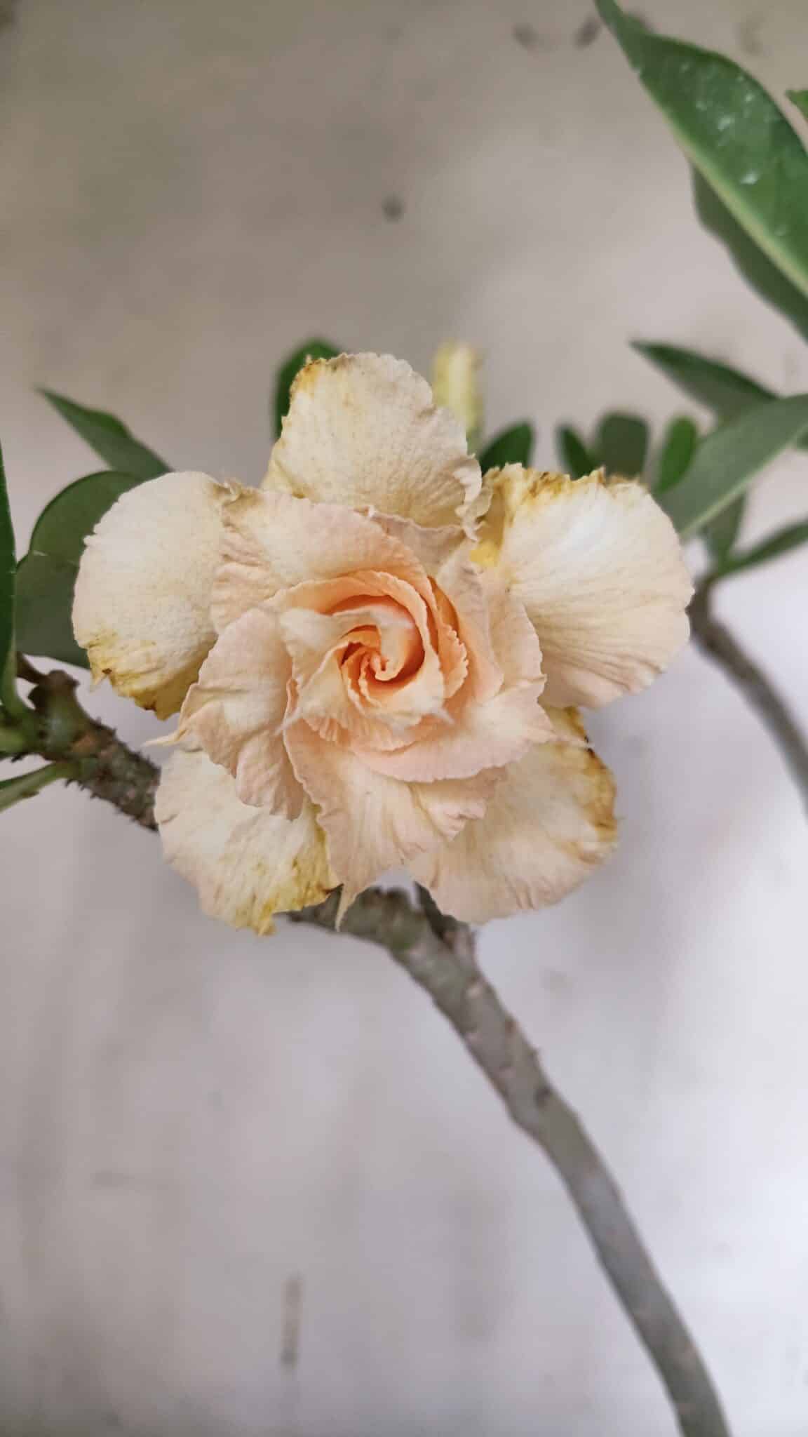 Planta Dobrada 3148 – 40cm – 04 anos