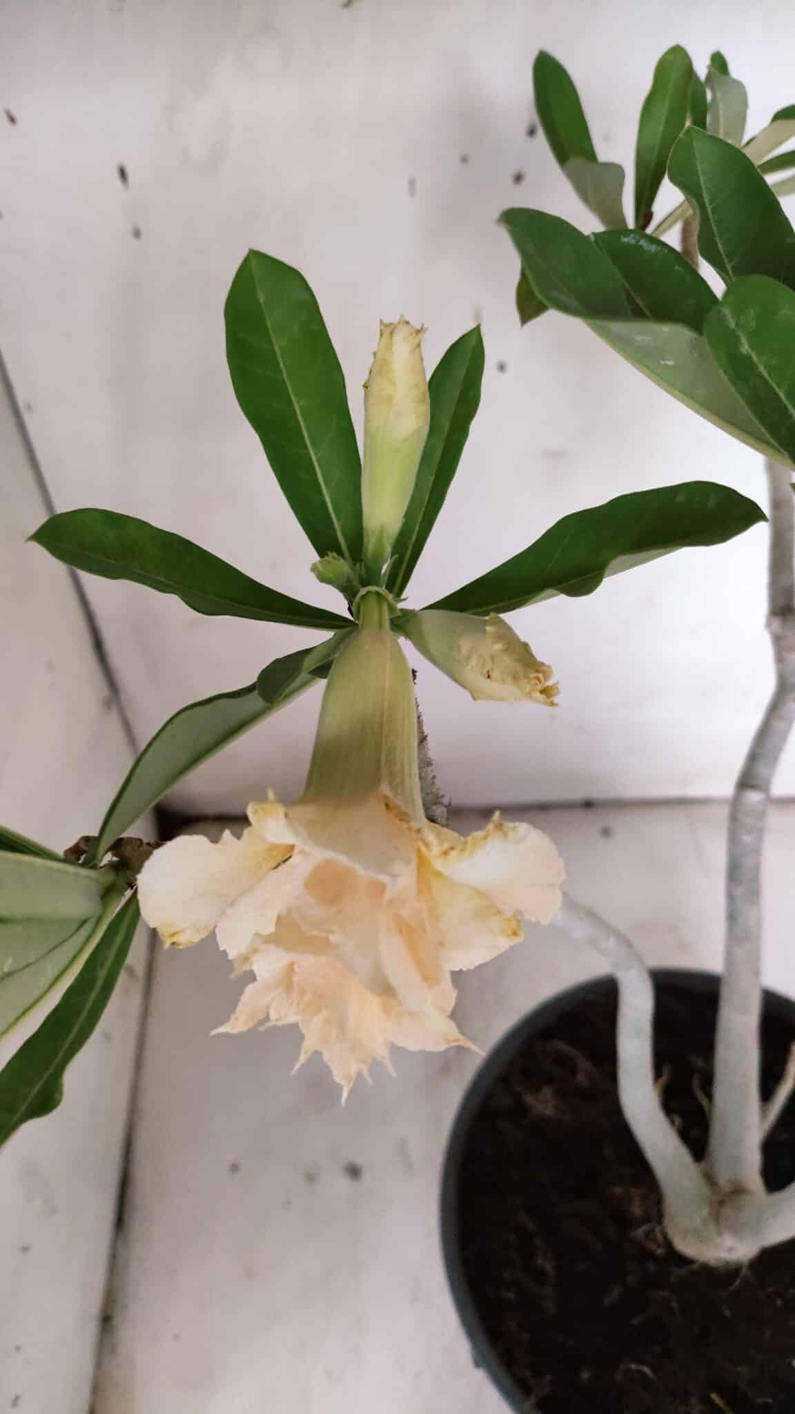 Planta Dobrada 3148 – 40cm – 04 anos