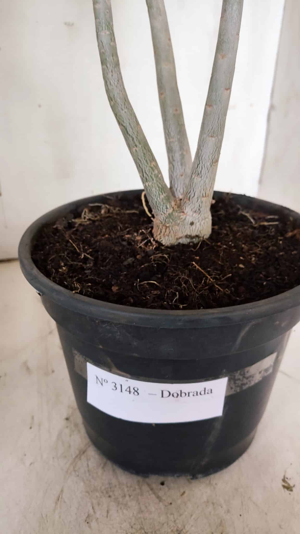 Planta Dobrada 3148 – 40cm – 04 anos