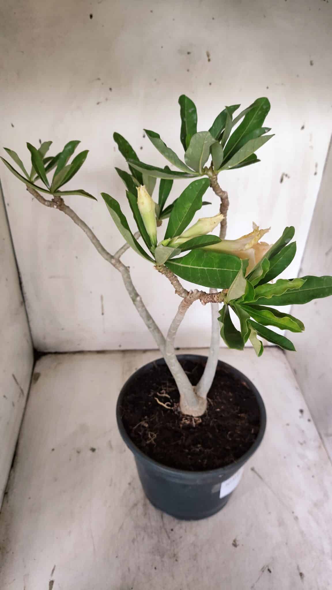 Planta Dobrada 3148 – 40cm – 04 anos