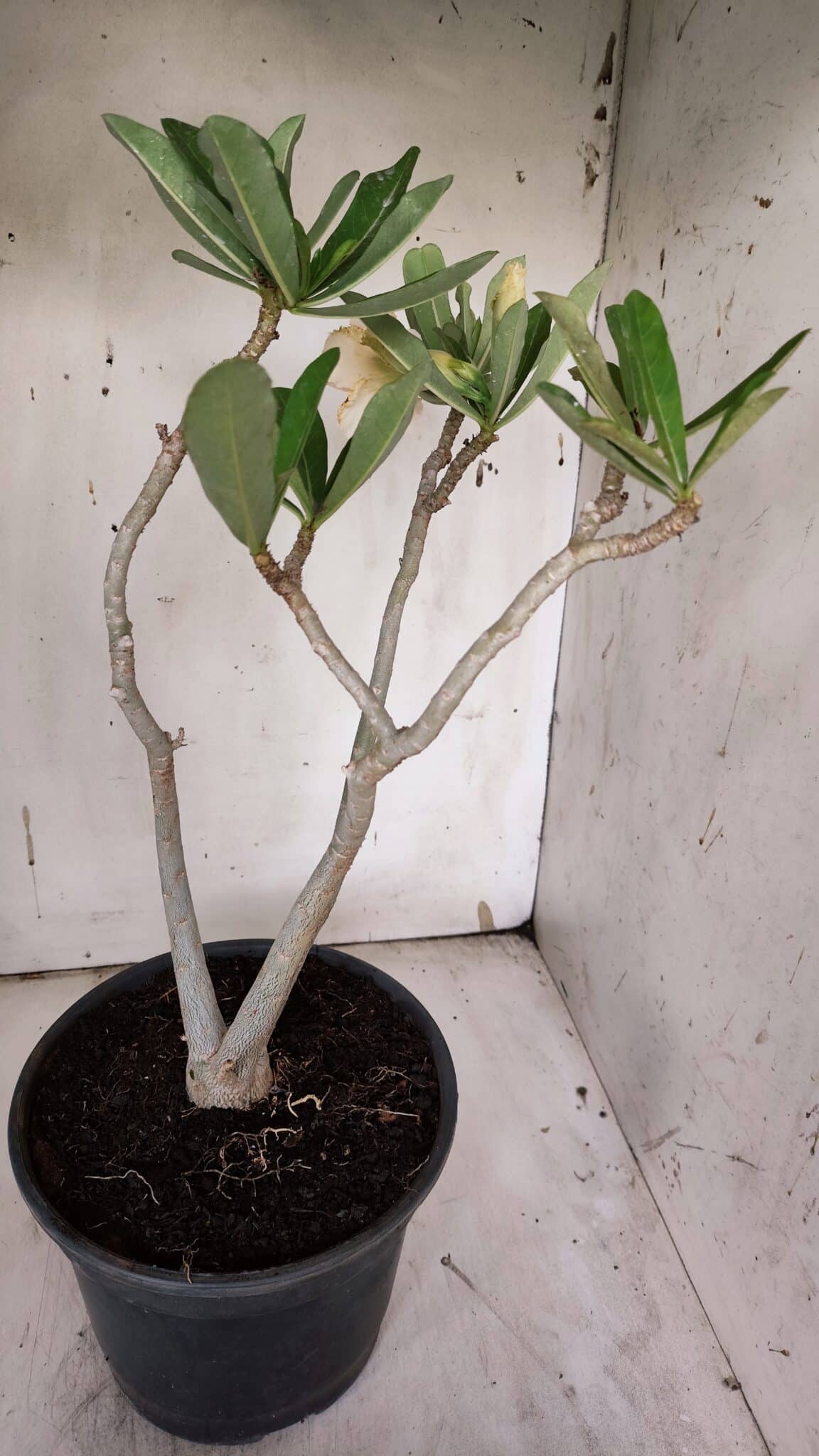 Planta Dobrada 3148 – 40cm – 04 anos