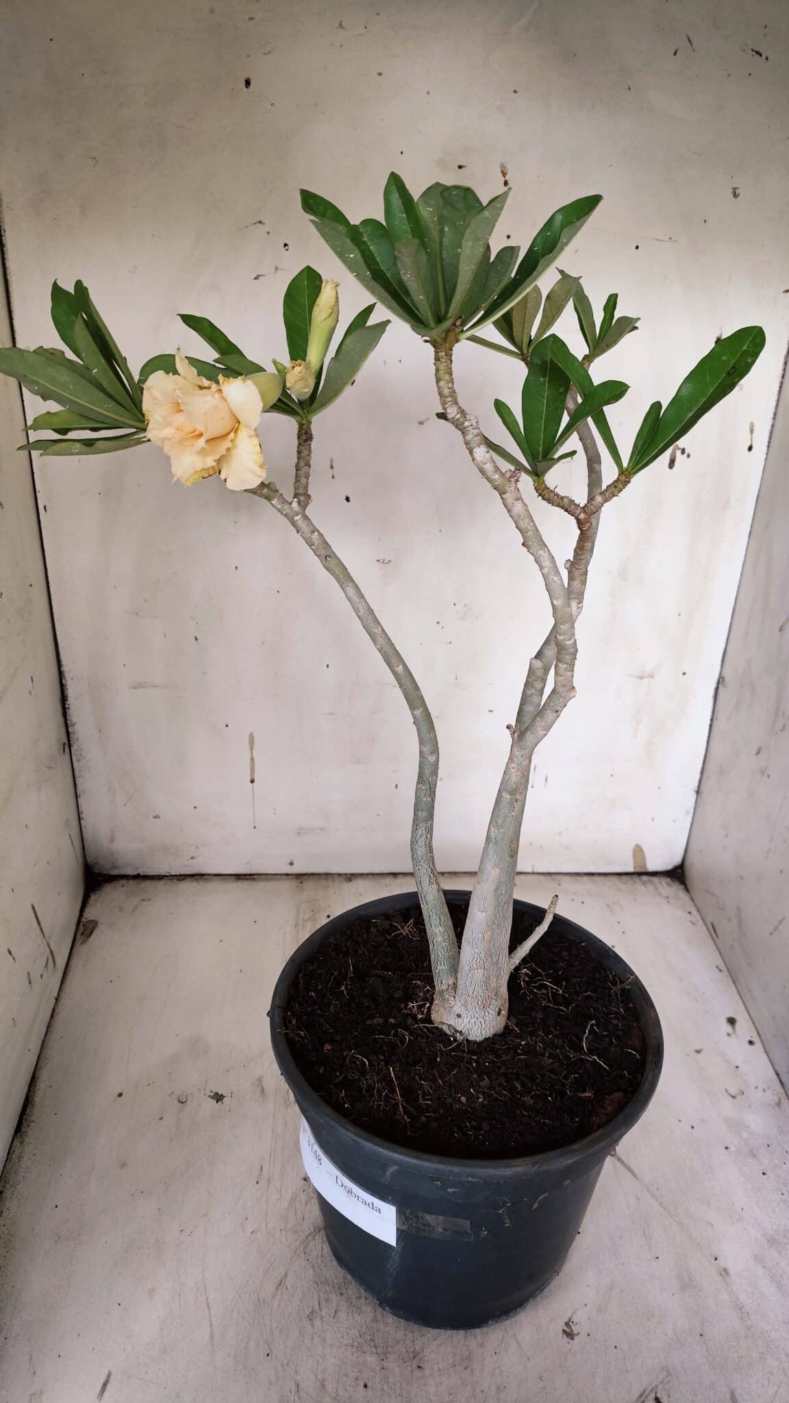 Planta Dobrada 3148 – 40cm – 04 anos