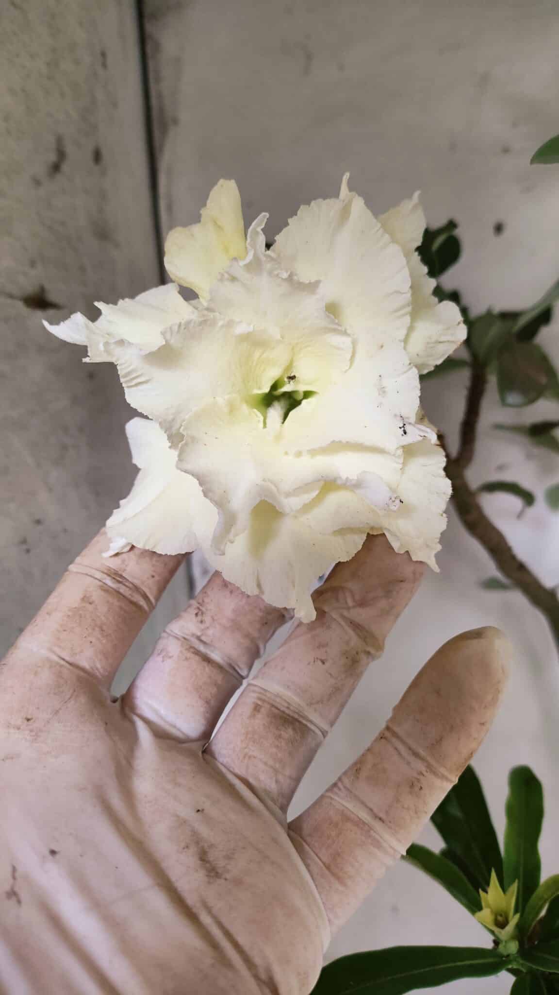 Planta Dobrada 3149 – 55cm – 04 anos