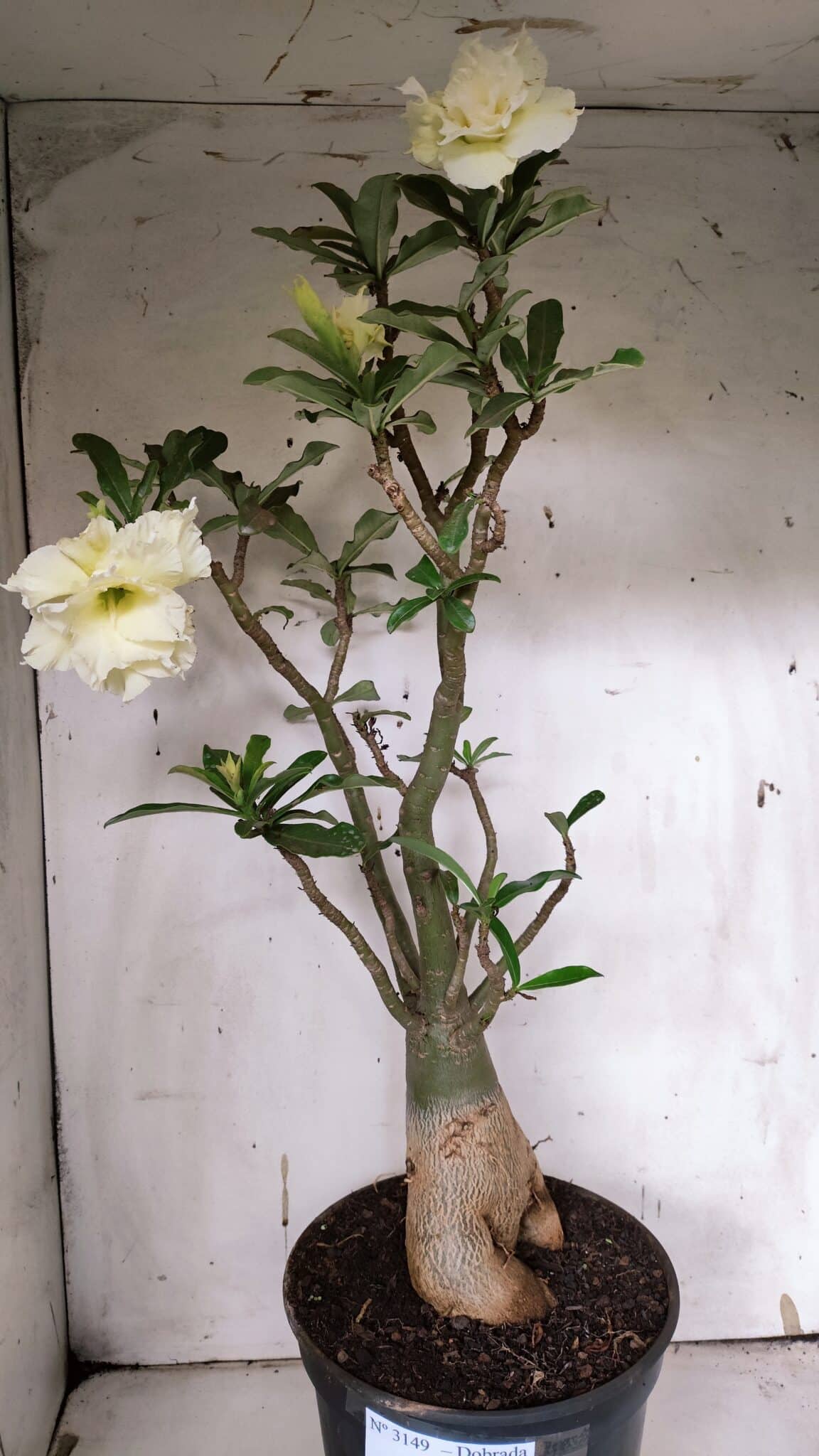 Planta Dobrada 3149 – 55cm – 04 anos