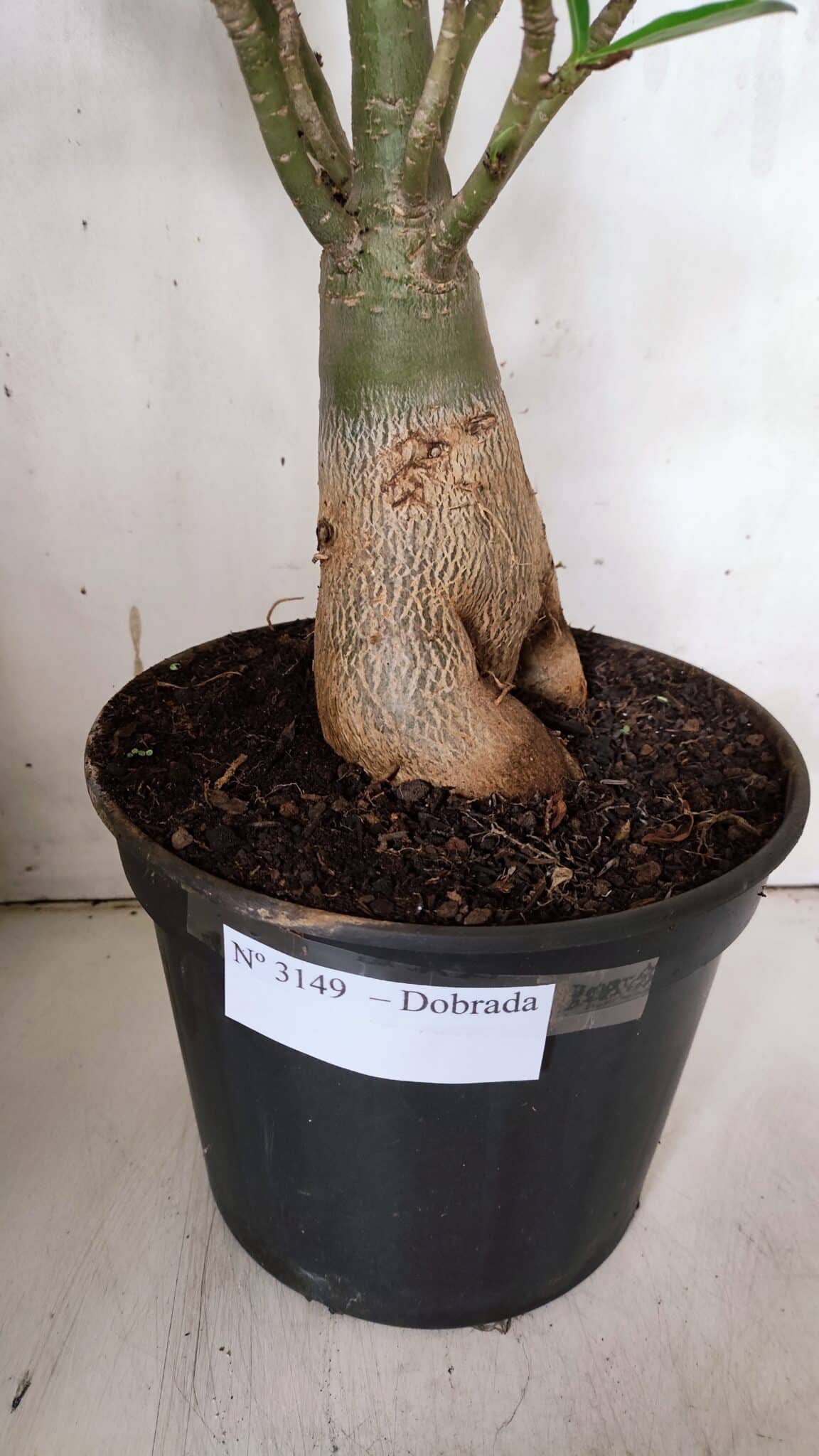 Planta Dobrada 3149 – 55cm – 04 anos