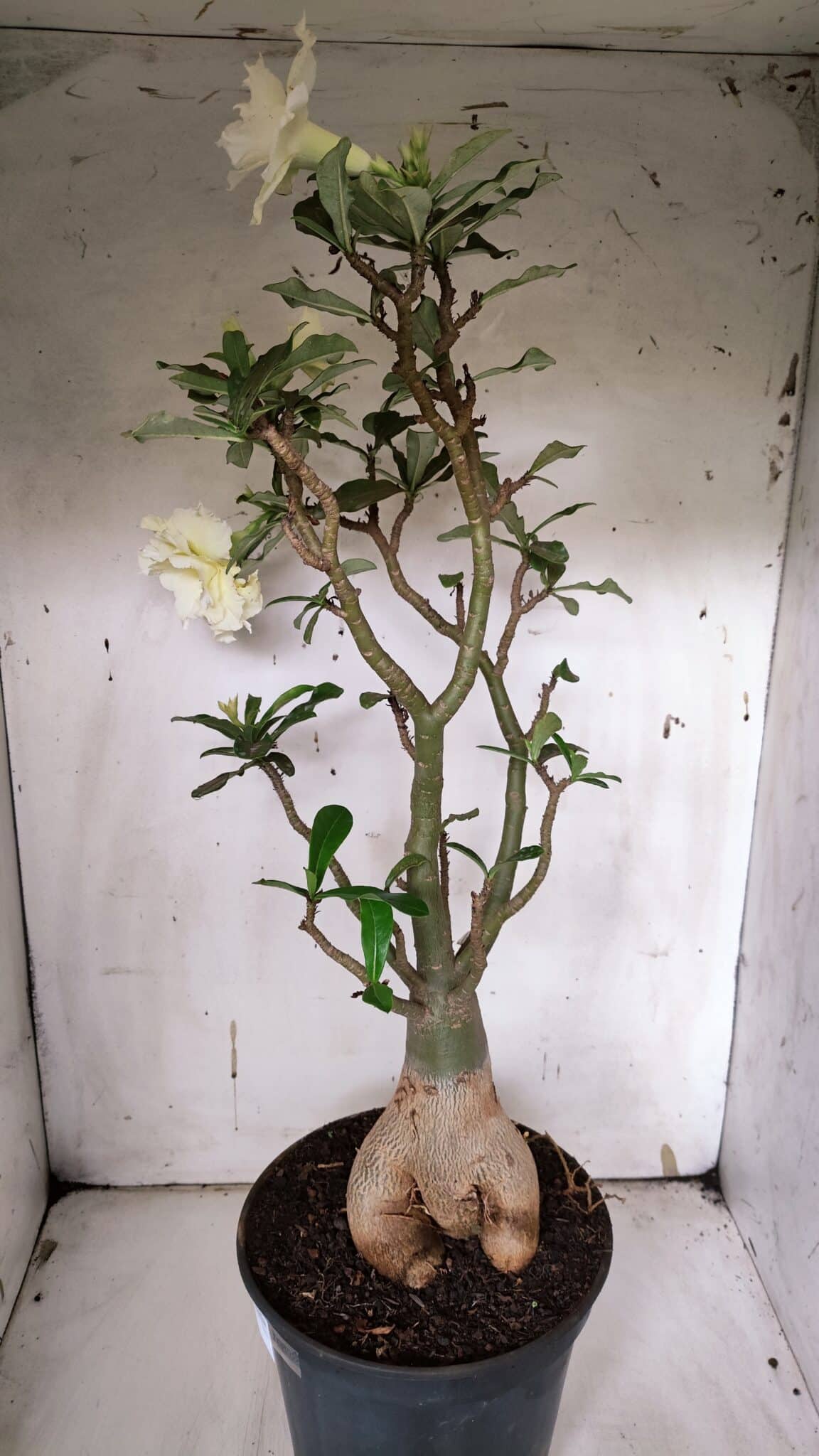 Planta Dobrada 3149 – 55cm – 04 anos