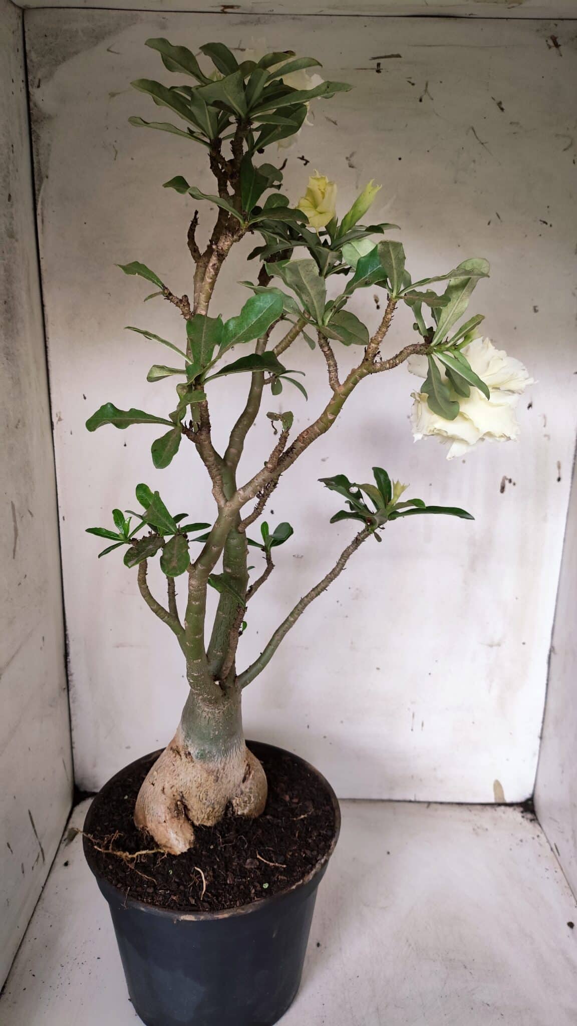 Planta Dobrada 3149 – 55cm – 04 anos