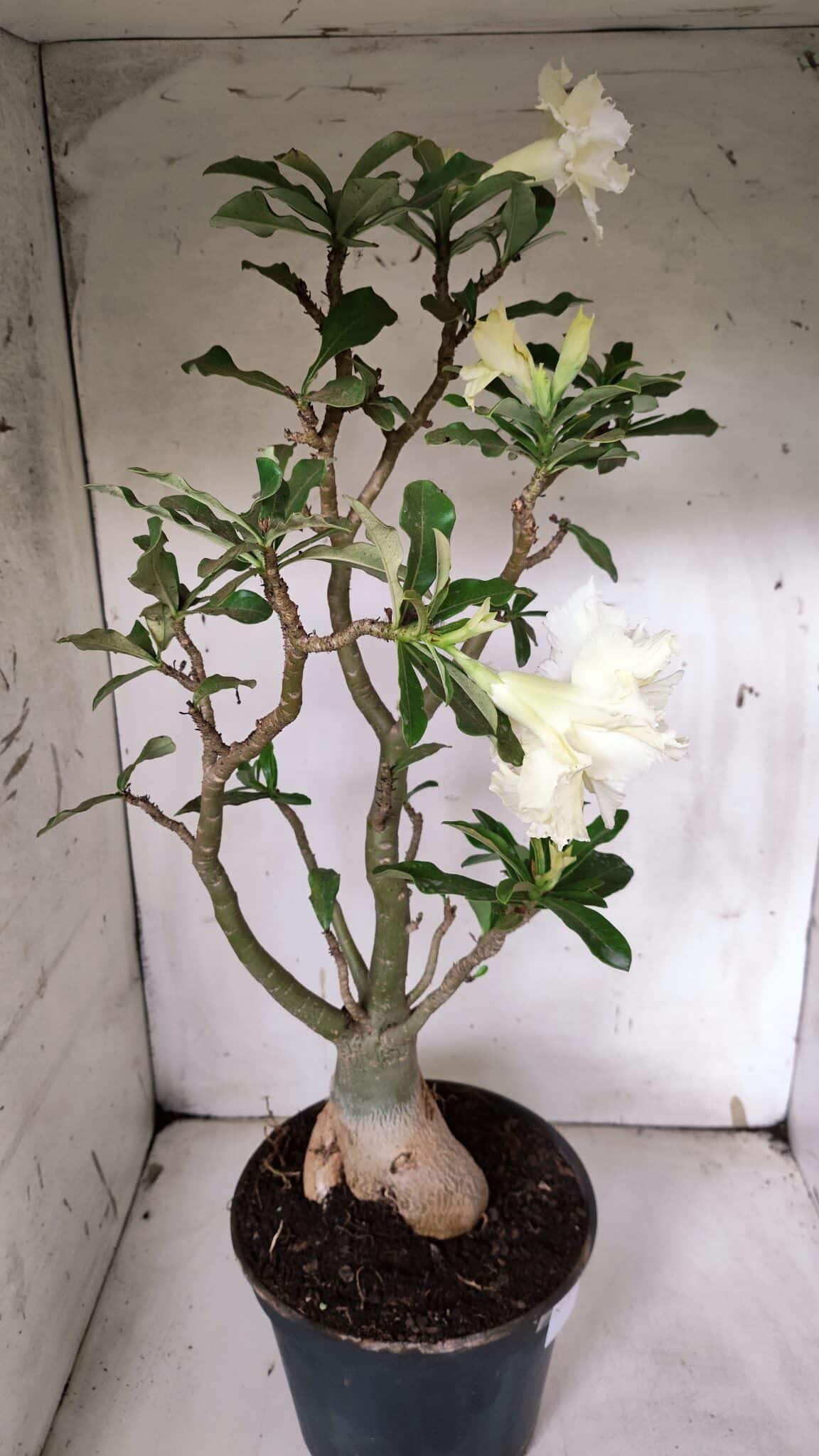 Planta Dobrada 3149 – 55cm – 04 anos