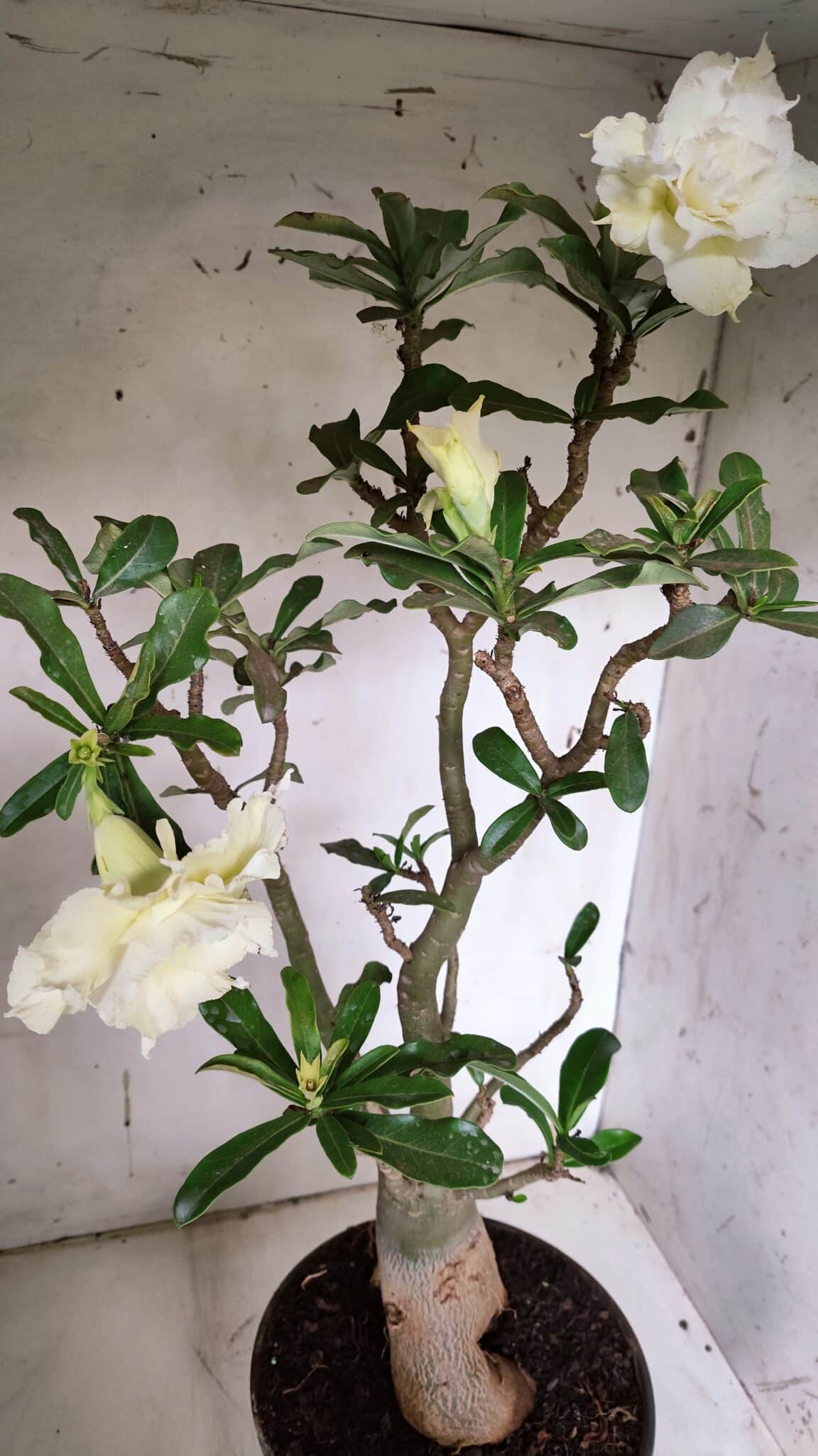 Planta Dobrada 3149 – 55cm – 04 anos