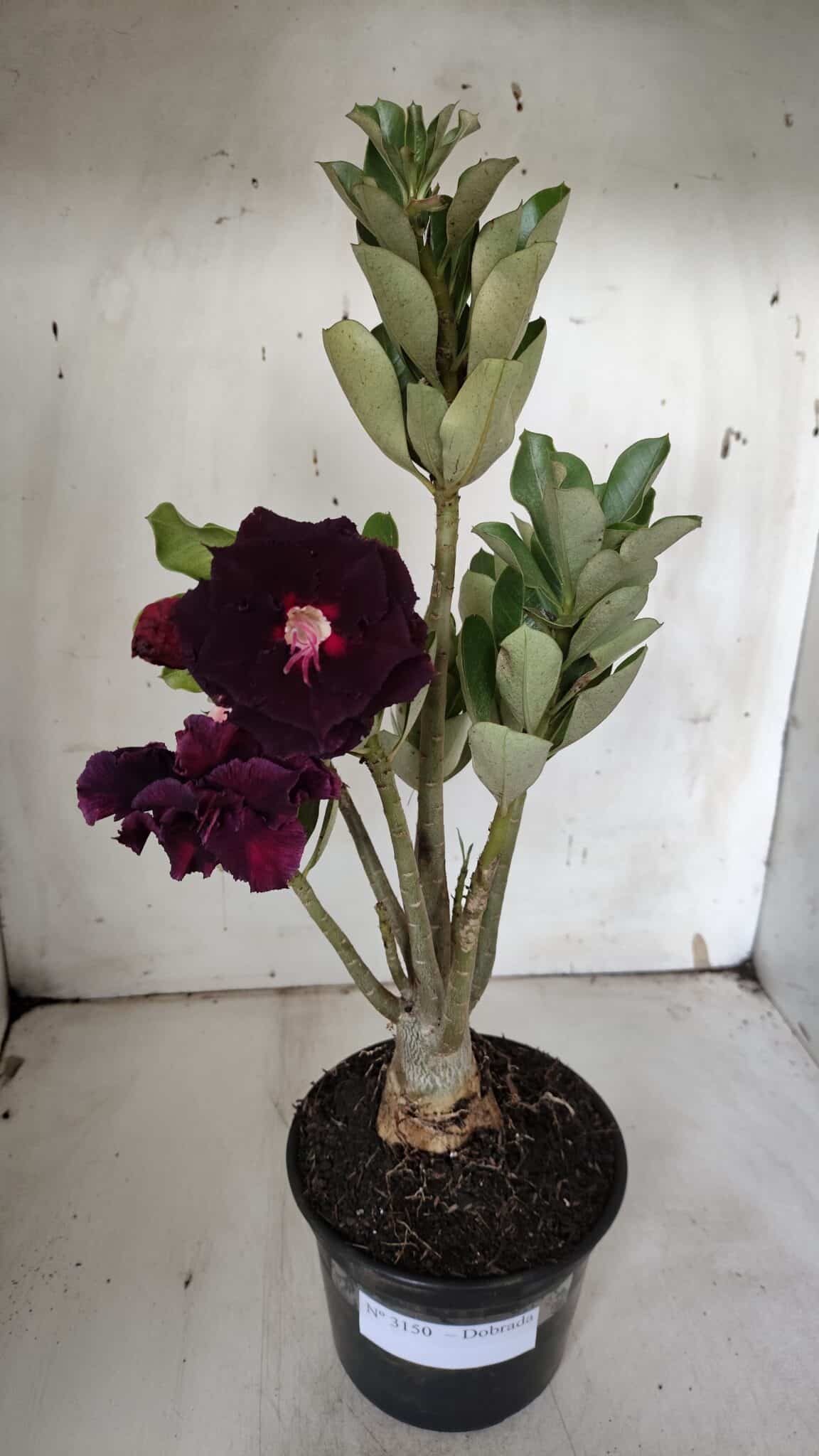 Planta Dobrada 3150 – 35cm – 03 anos