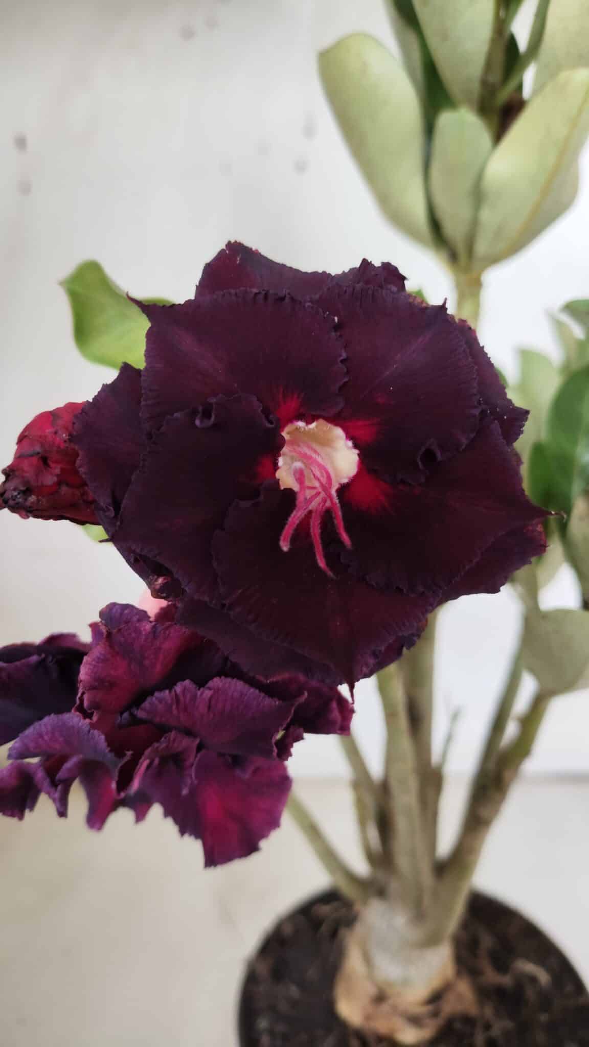 Planta Dobrada 3150 – 35cm – 03 anos