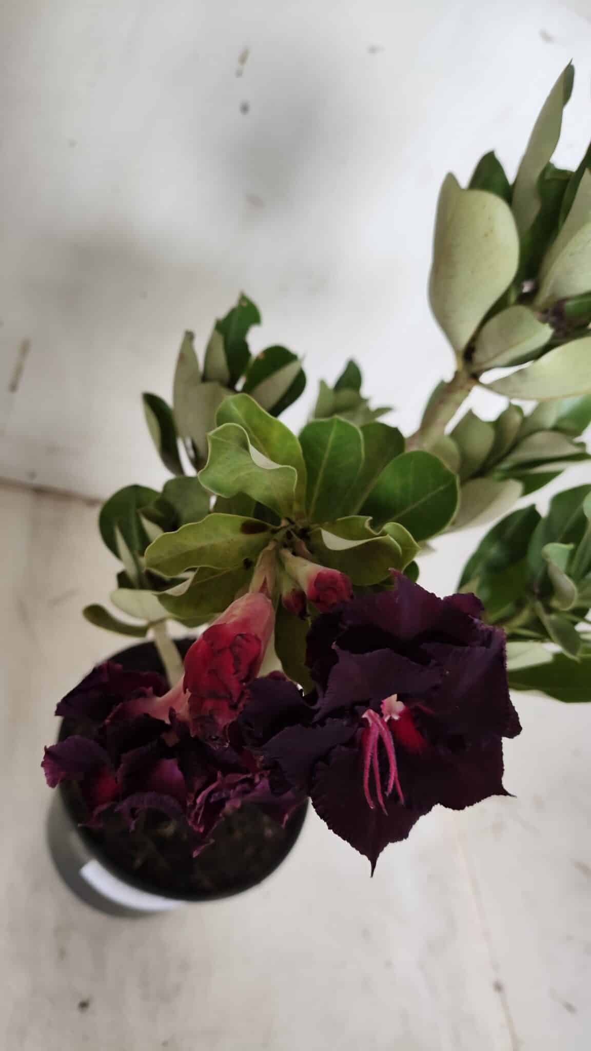Planta Dobrada 3150 – 35cm – 03 anos